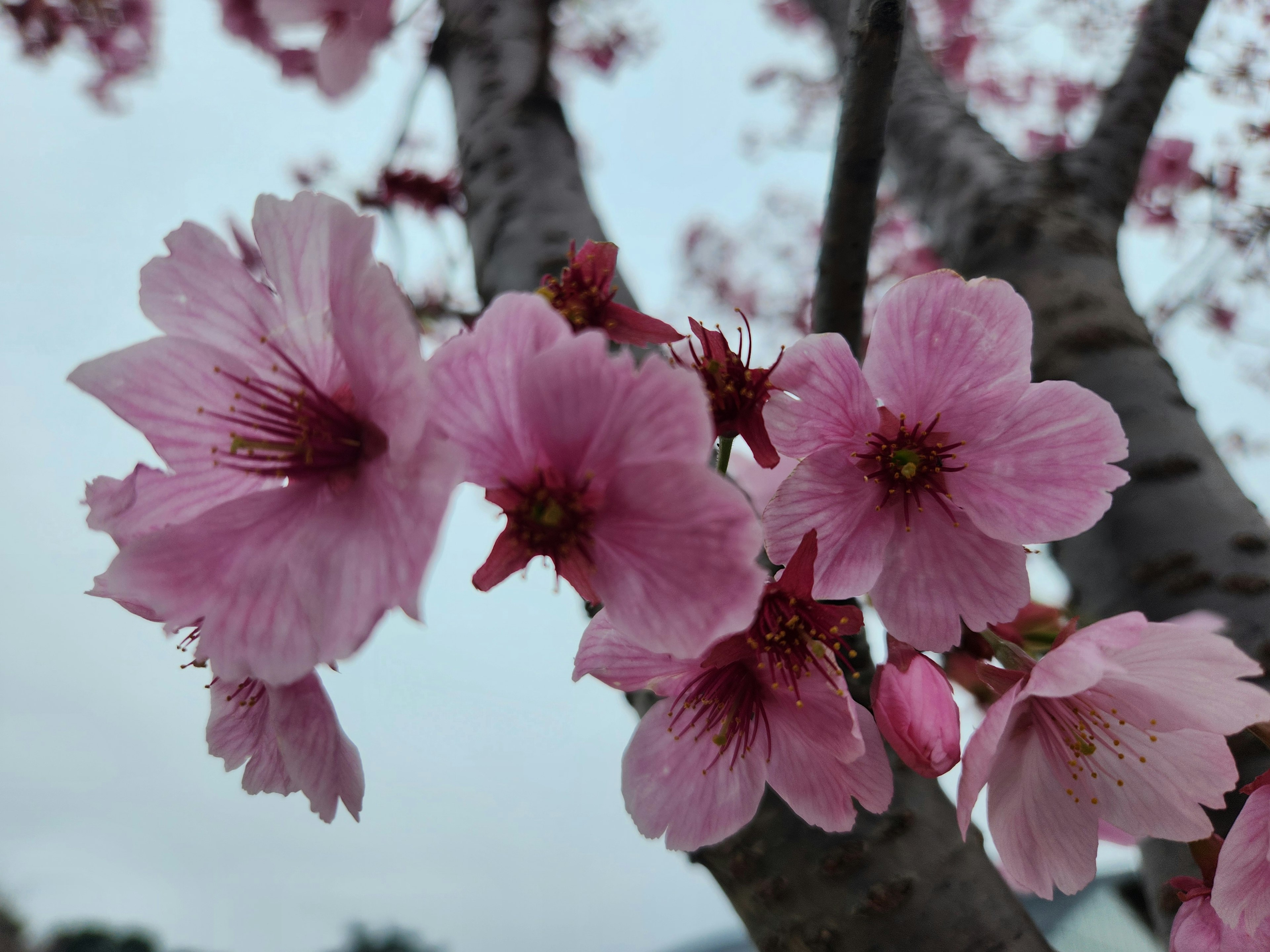 Gambar menangkap bunga sakura yang mekar dengan kelopak merah muda lembut