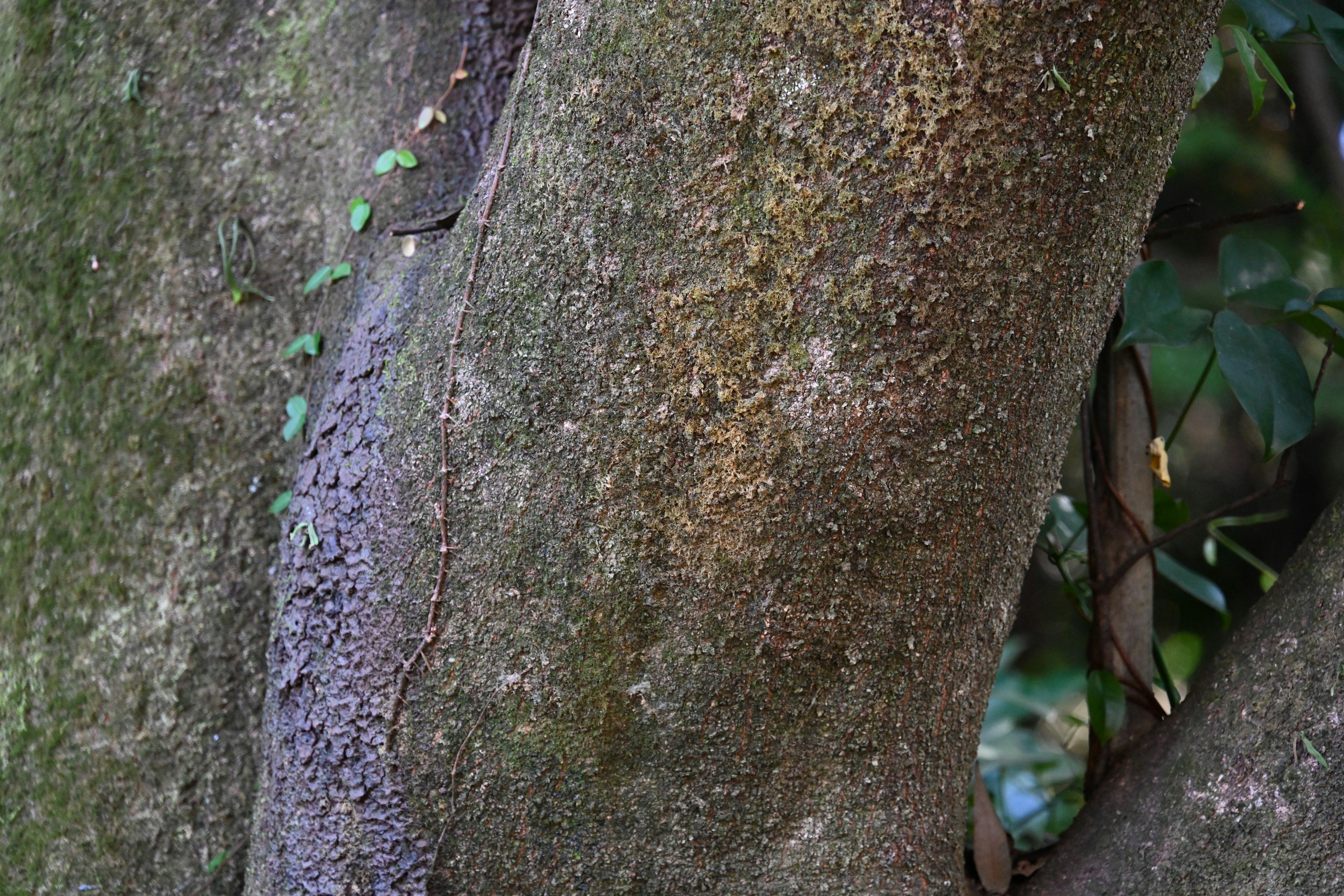 Texture détaillée d'un tronc d'arbre avec des feuilles vertes visibles