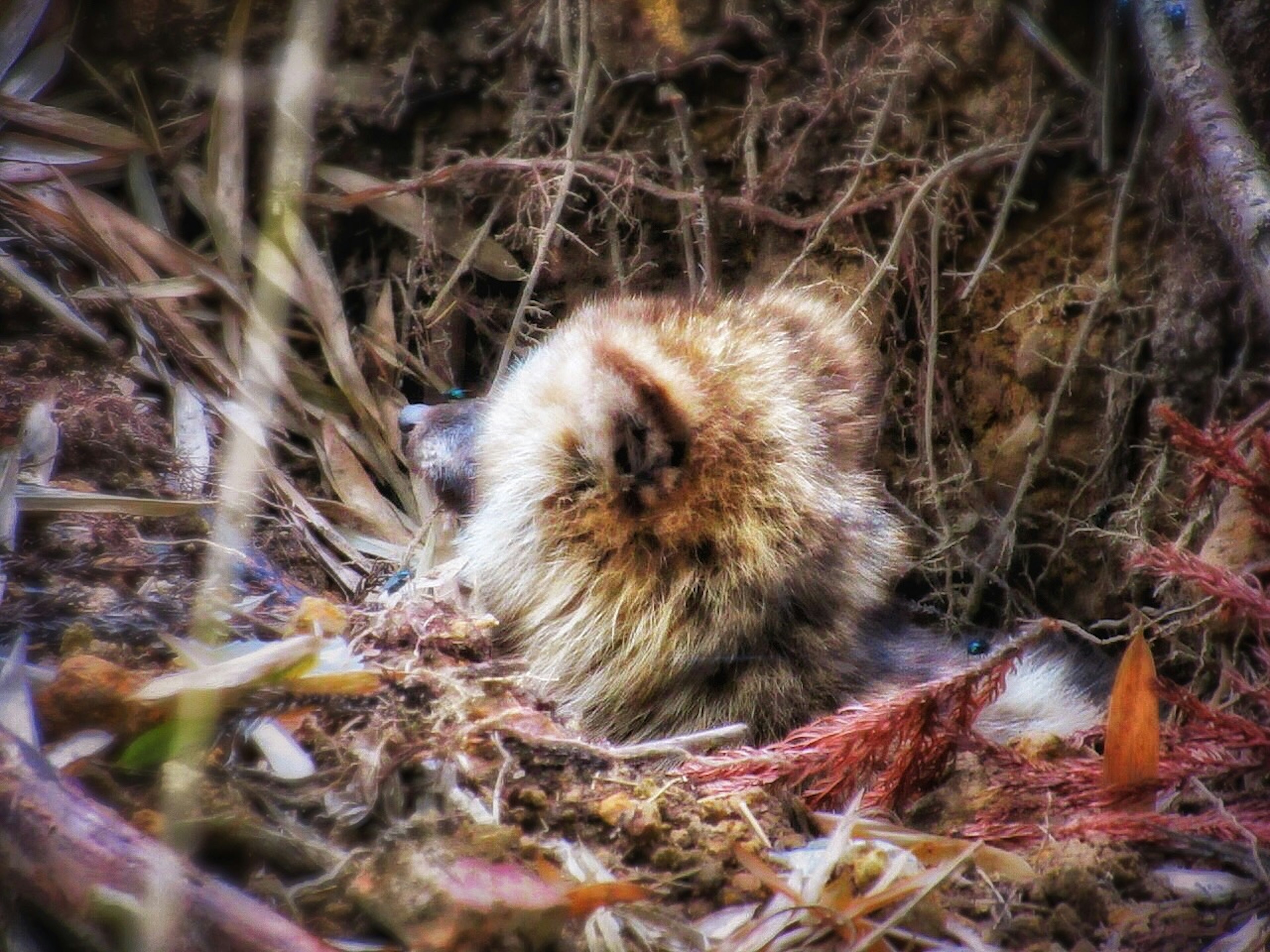 A small animal's head visible in a nest surrounded by natural foliage