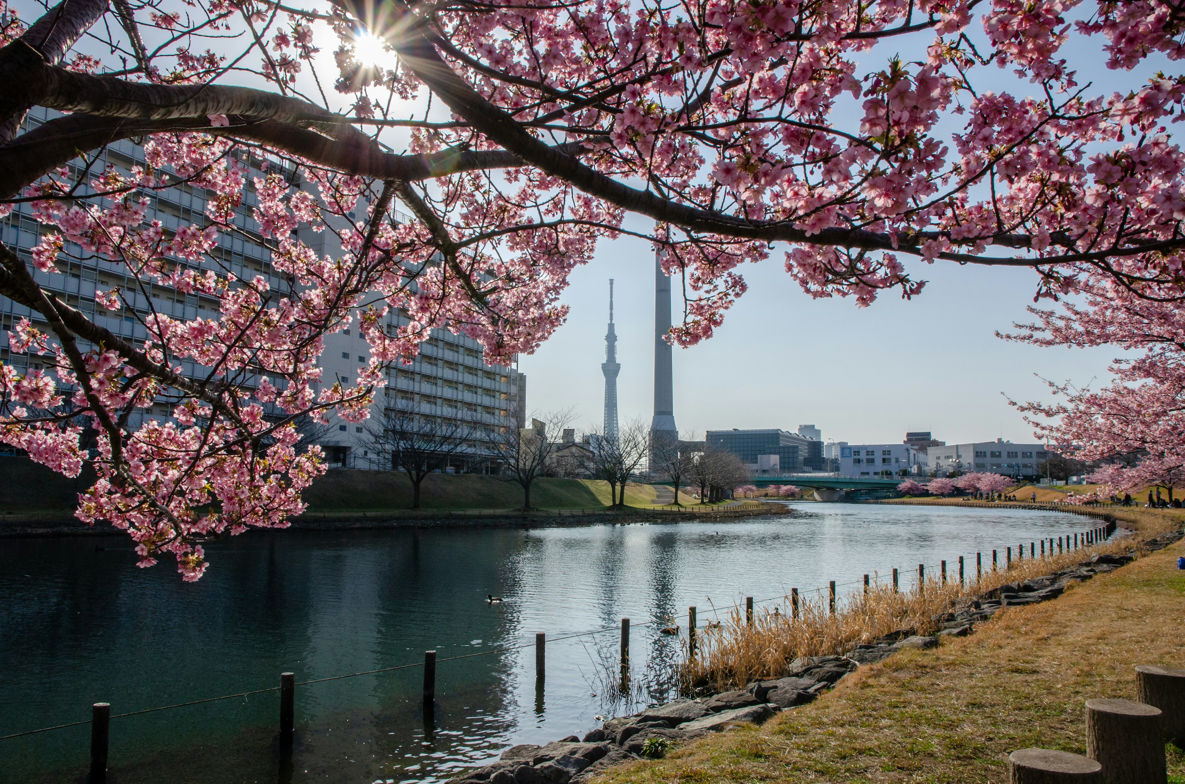 桜の花が咲く川沿いに東京スカイツリーが見える景色