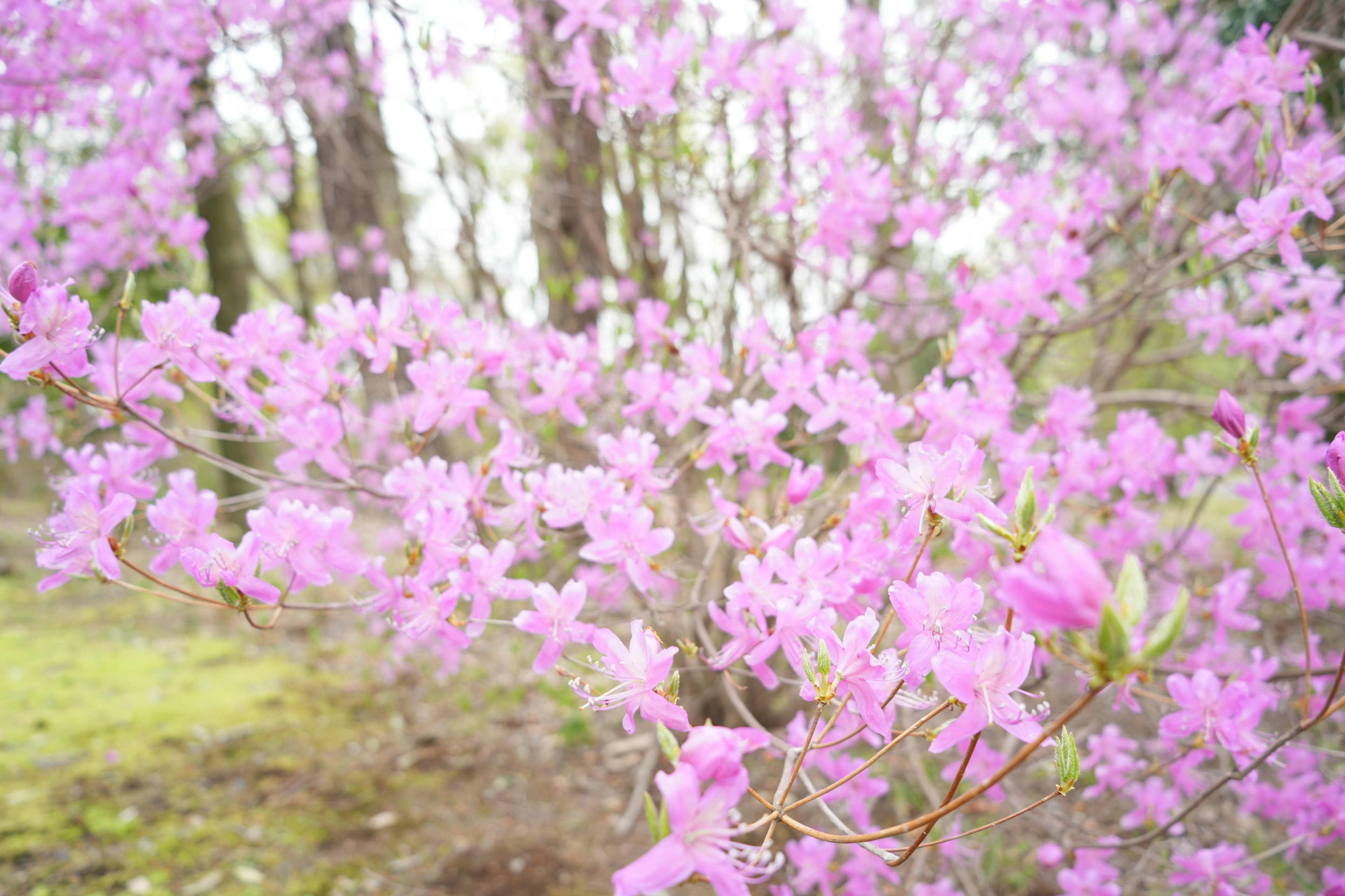 Primer plano de ramas con flores rosa suave