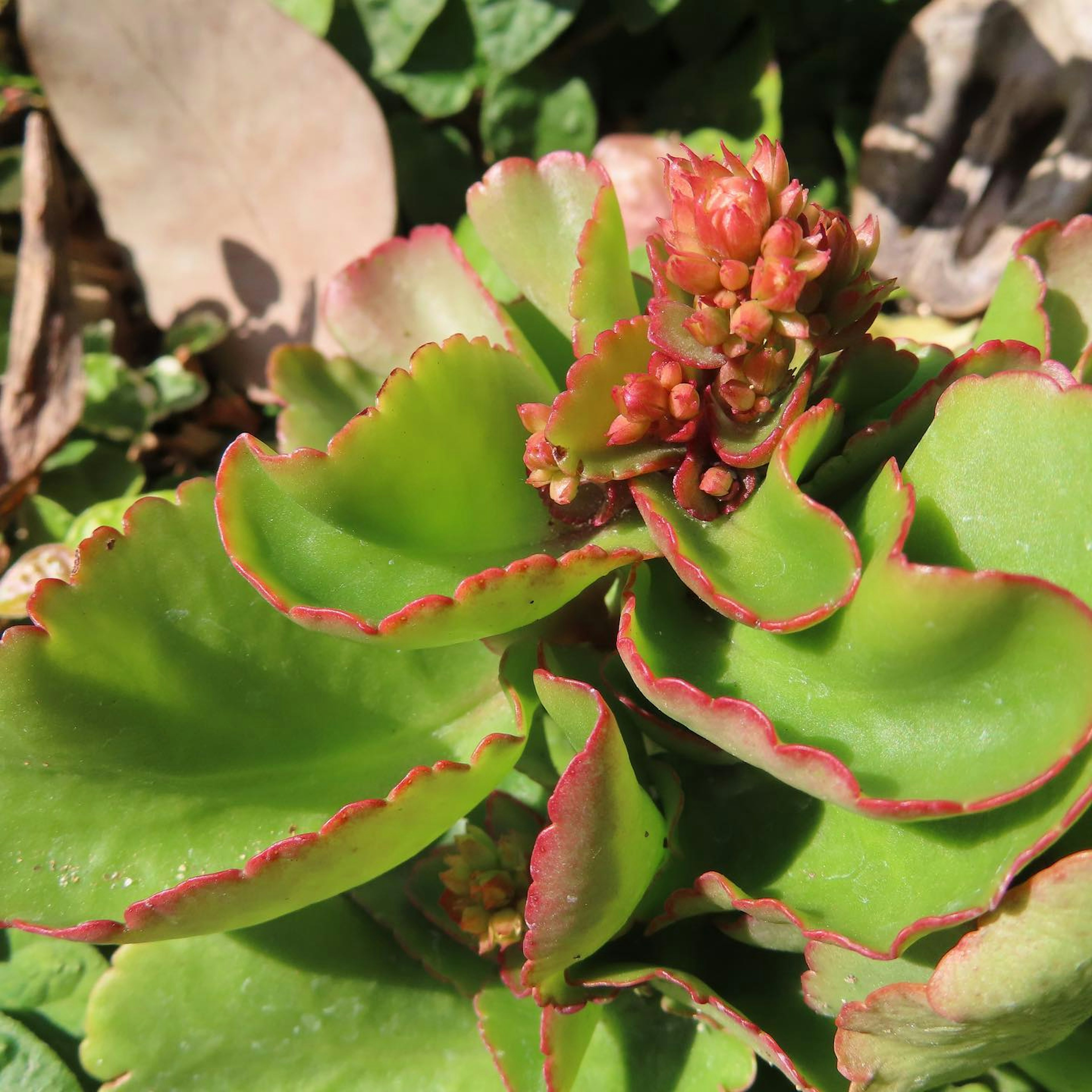 Primer plano de una planta suculenta con hojas verdes y bordes rojos