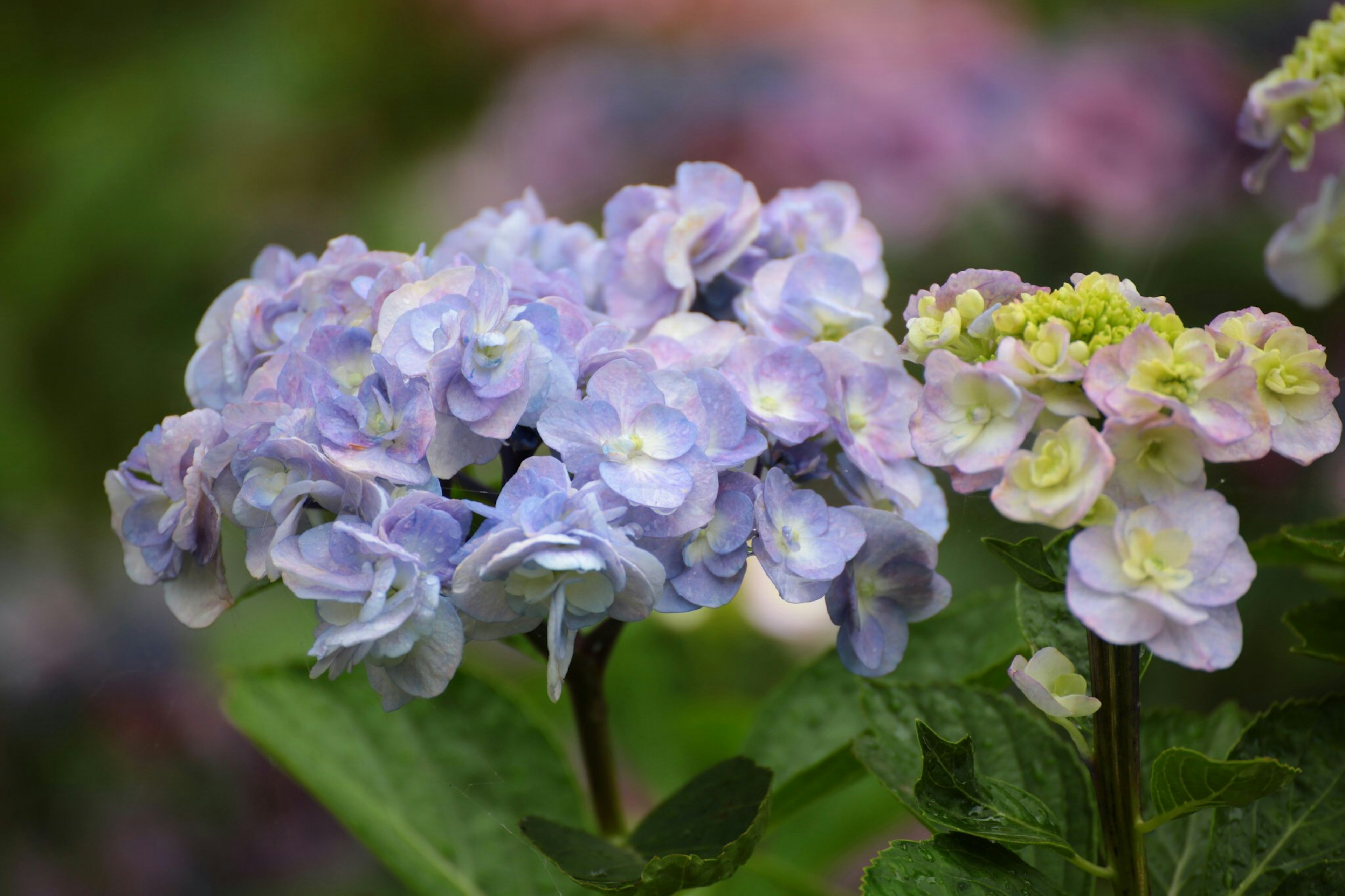 Fiori di ortensia in sfumature di blu e rosa chiaro che fioriscono in un giardino