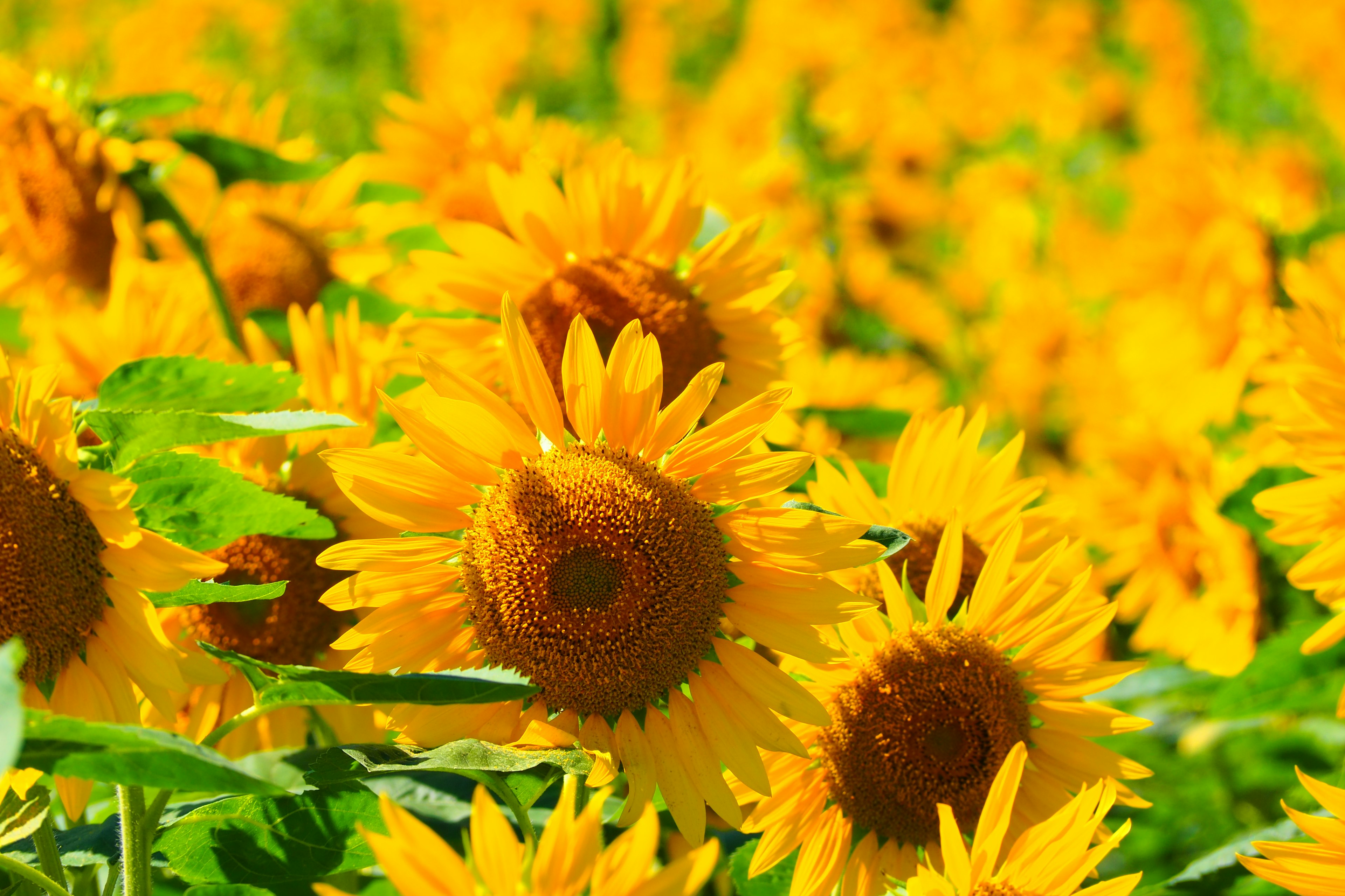 Close-up of bright sunflower field vibrant yellow flowers and green leaves