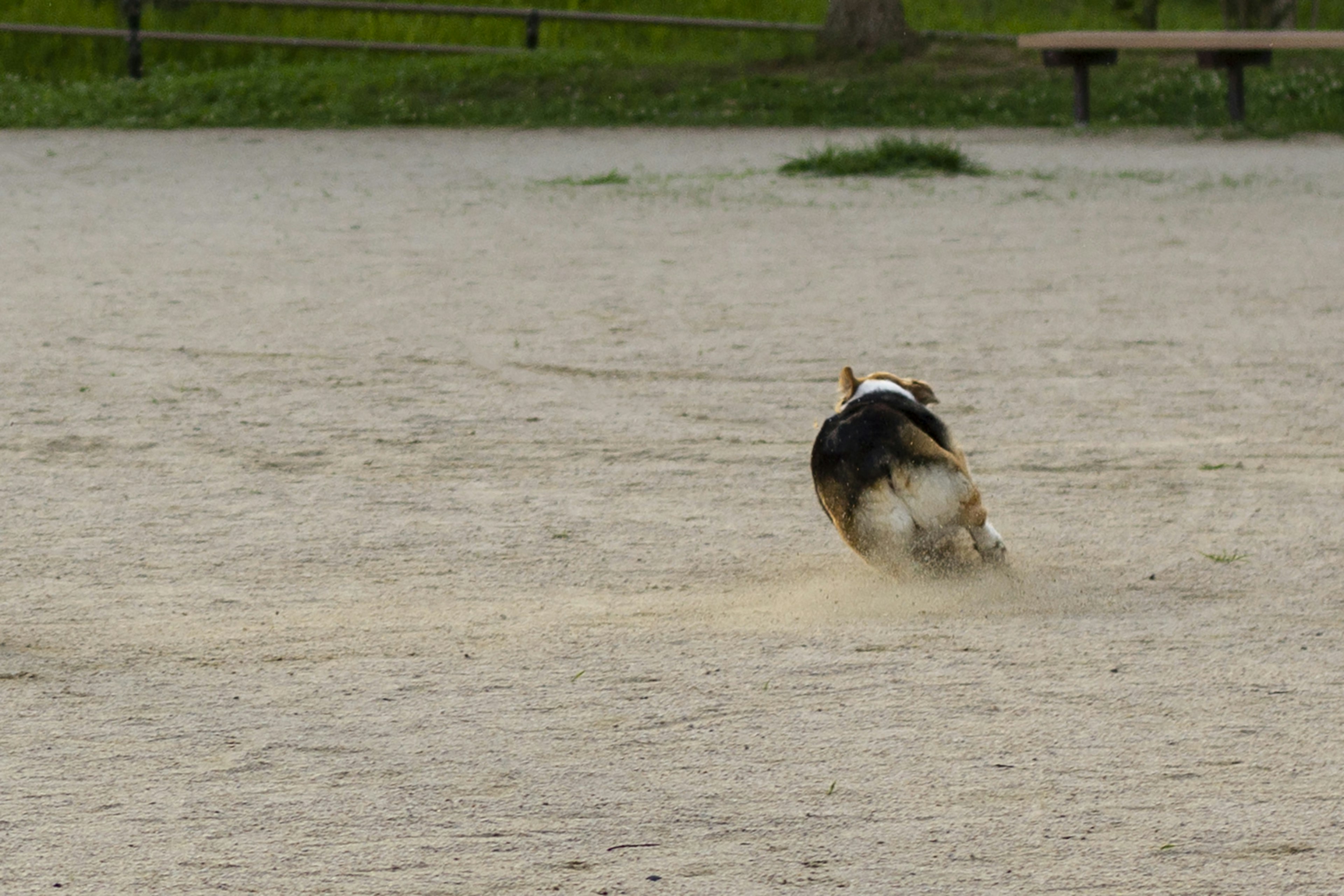 公園で走る犬の後ろ姿