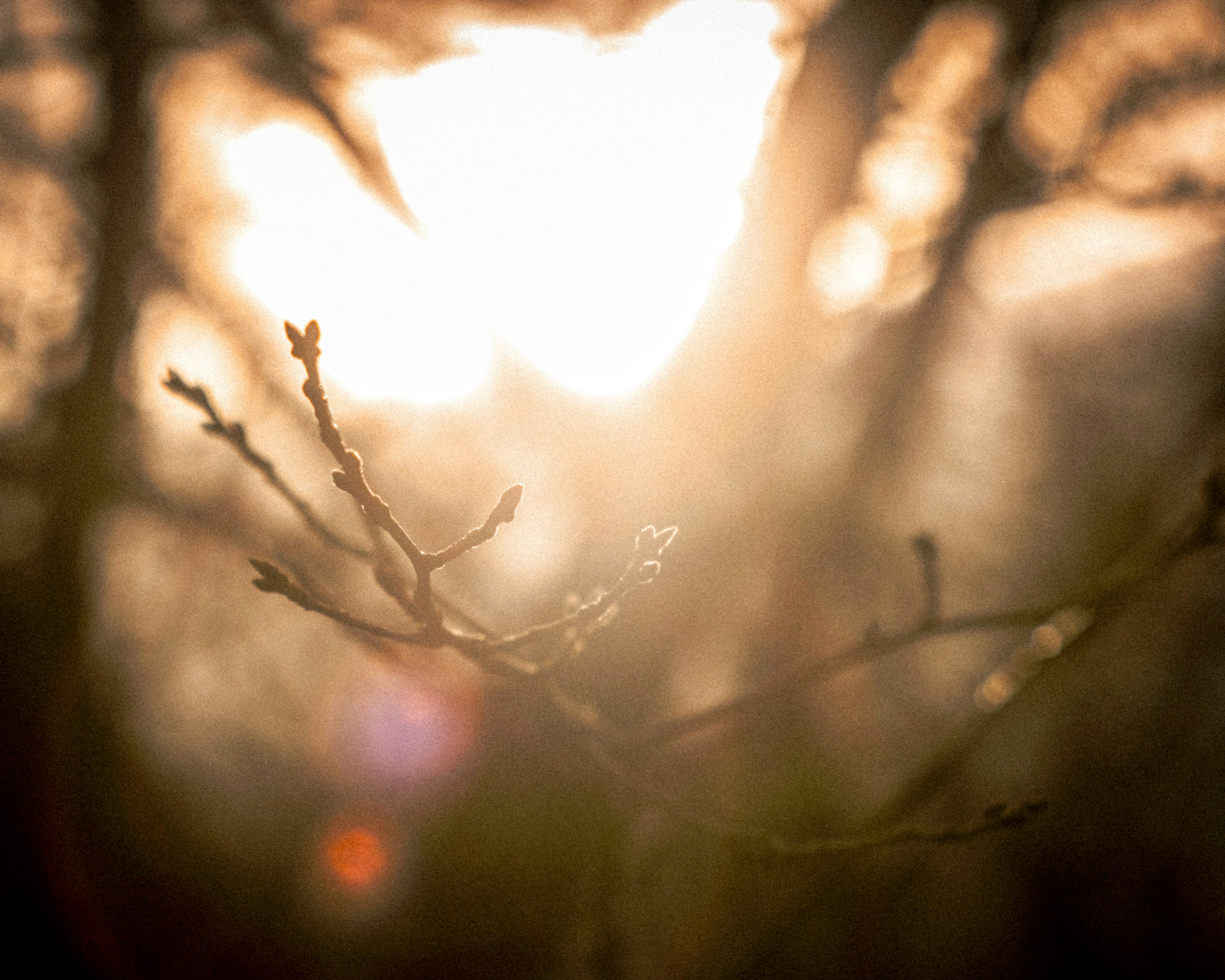 Dünne Äste im Vordergrund mit sanftem Licht, das durch einen verschwommenen Hintergrund filtert