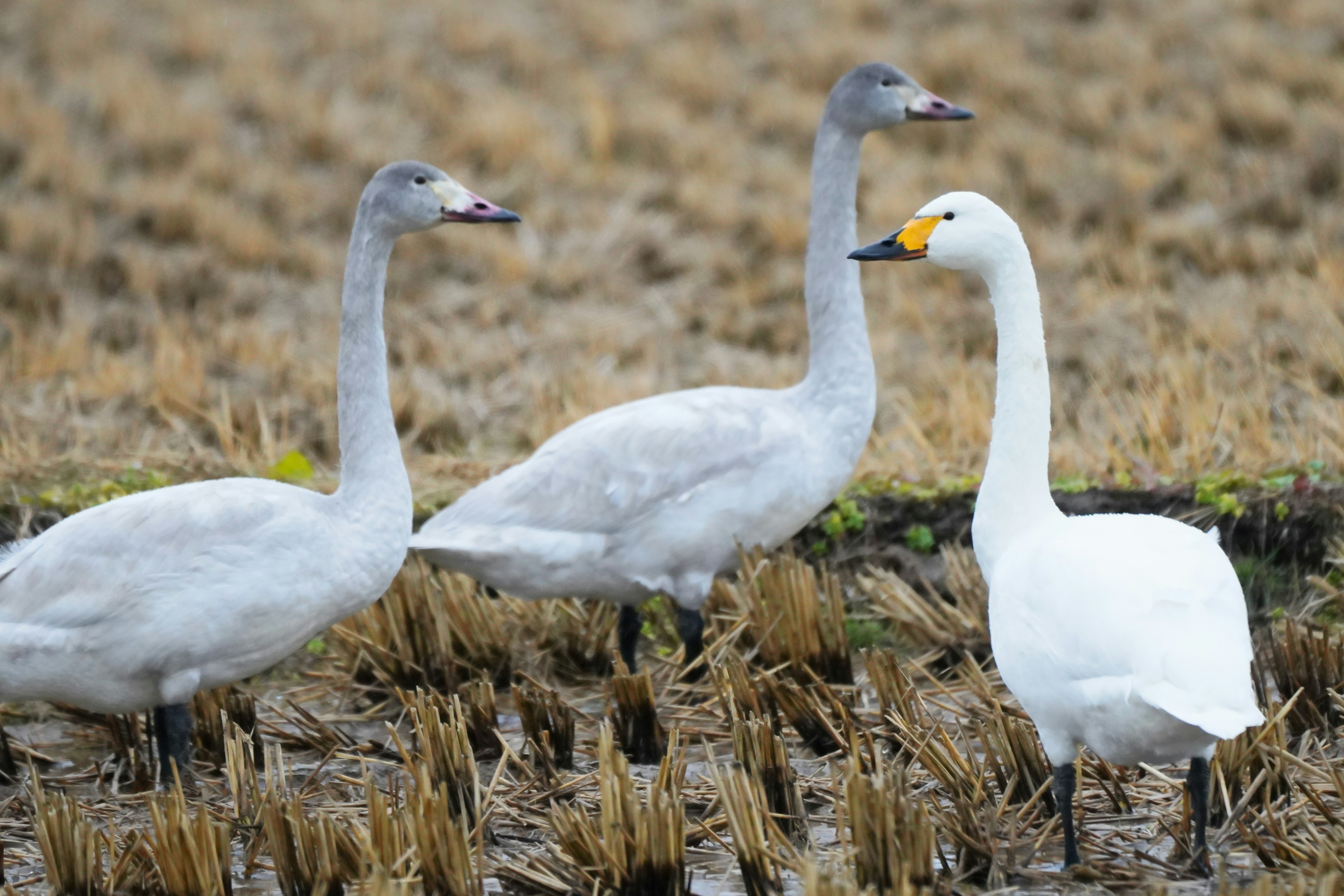 白鳥と灰色の鶴が田んぼにいるシーン