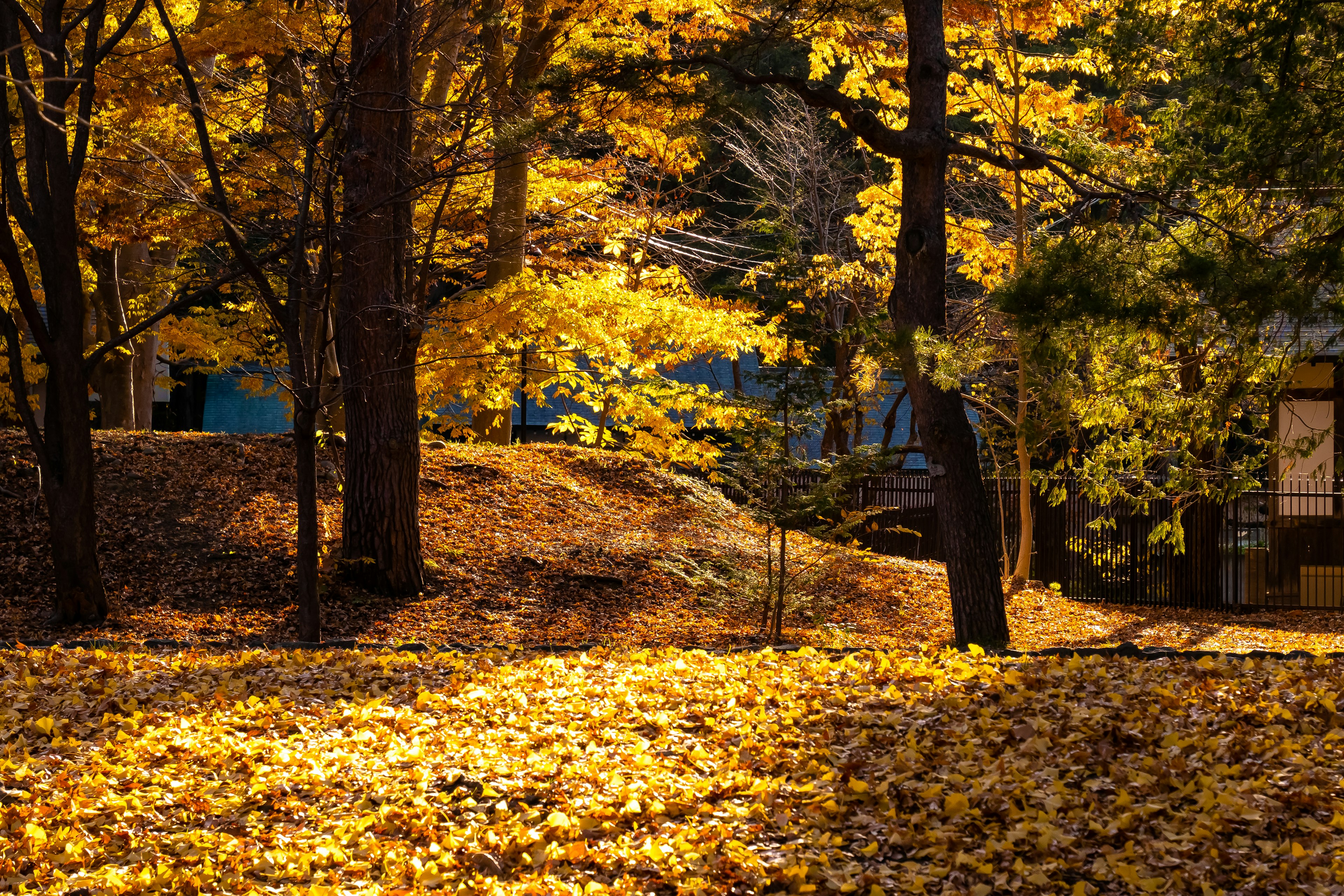 Paesaggio autunnale con foglie dorate che coprono il terreno