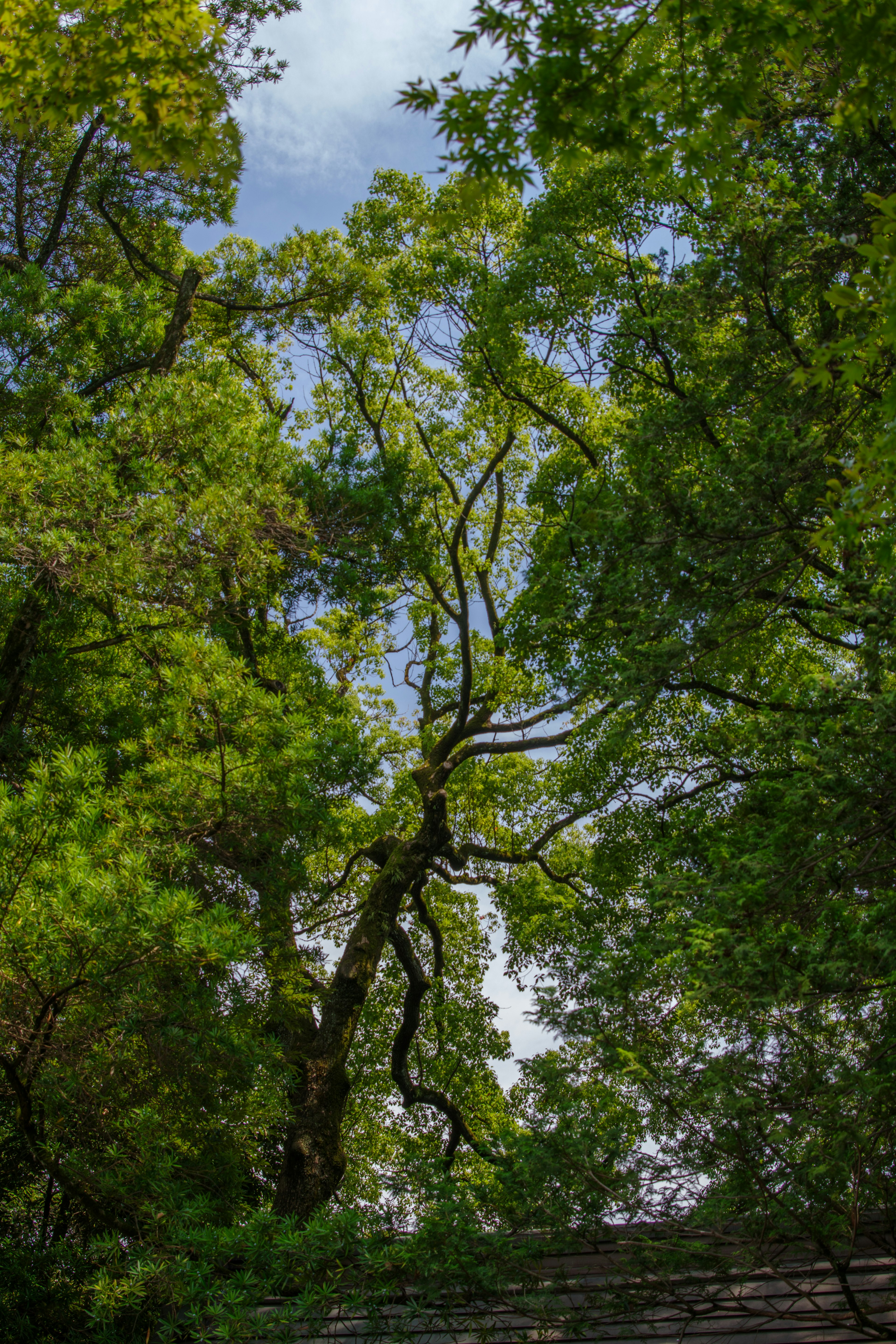 Lush green trees with a blue sky background featuring intricate branches