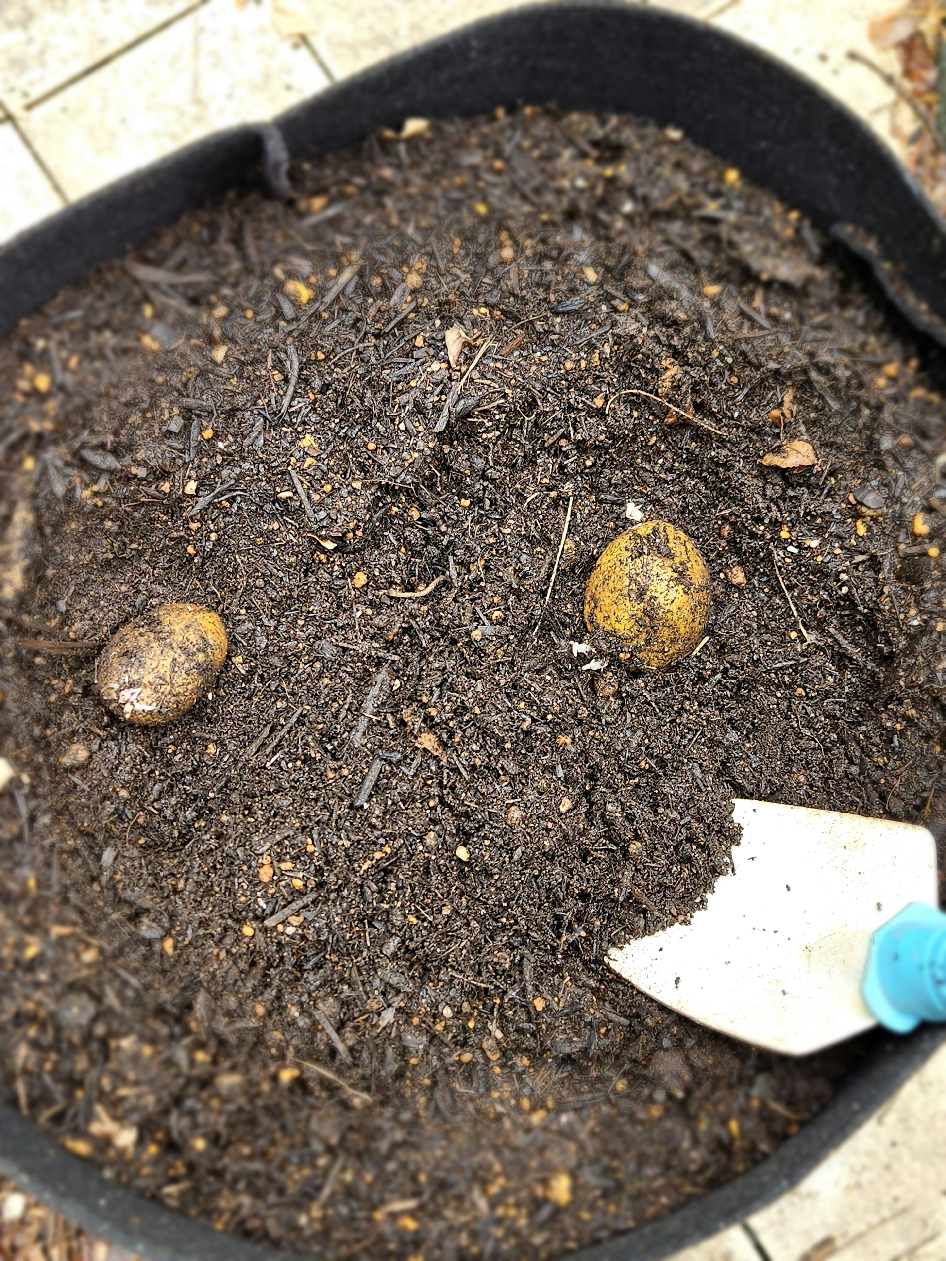 Dos papas en la tierra con una paleta de jardinería