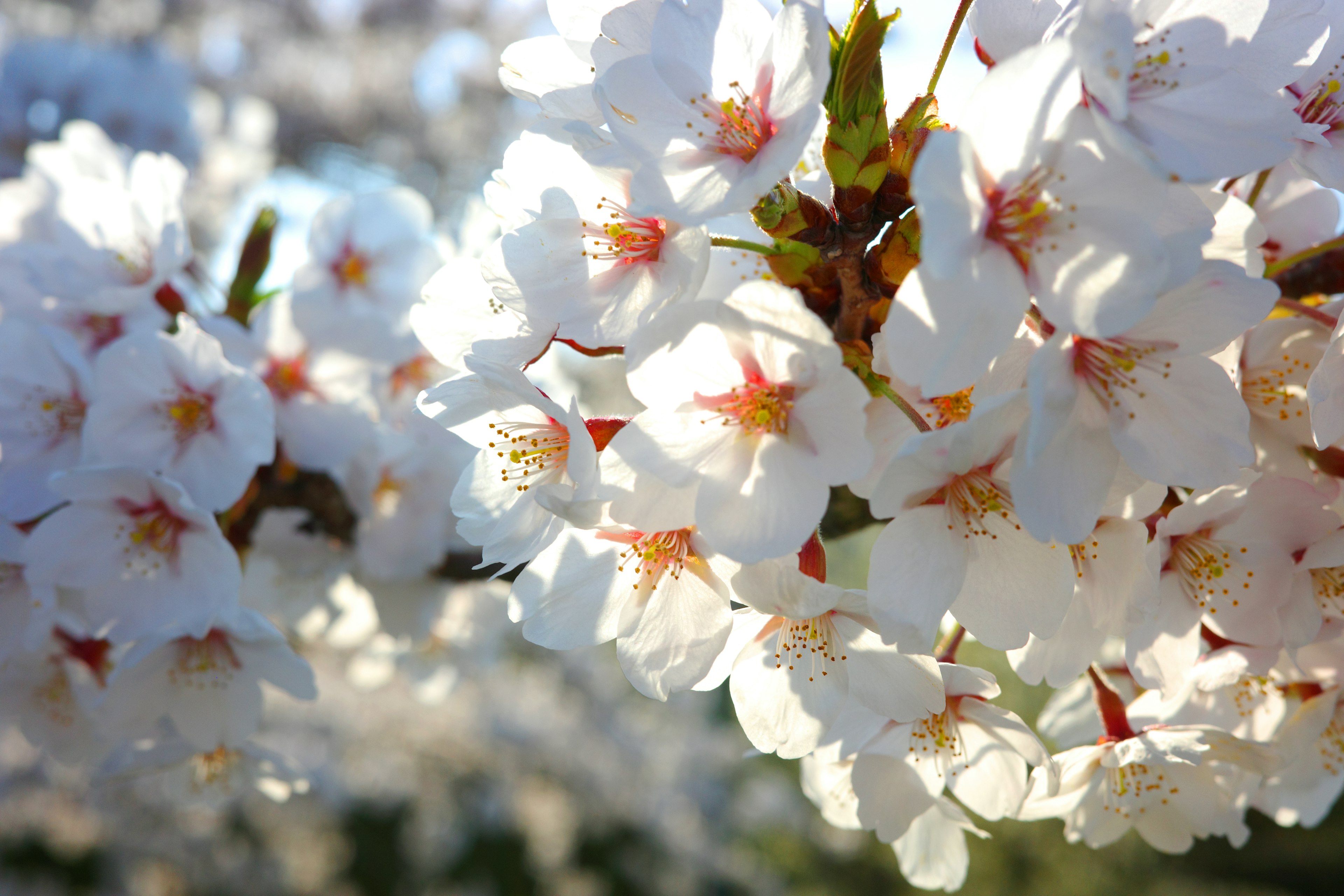 Foto close-up bunga sakura putih yang sedang mekar