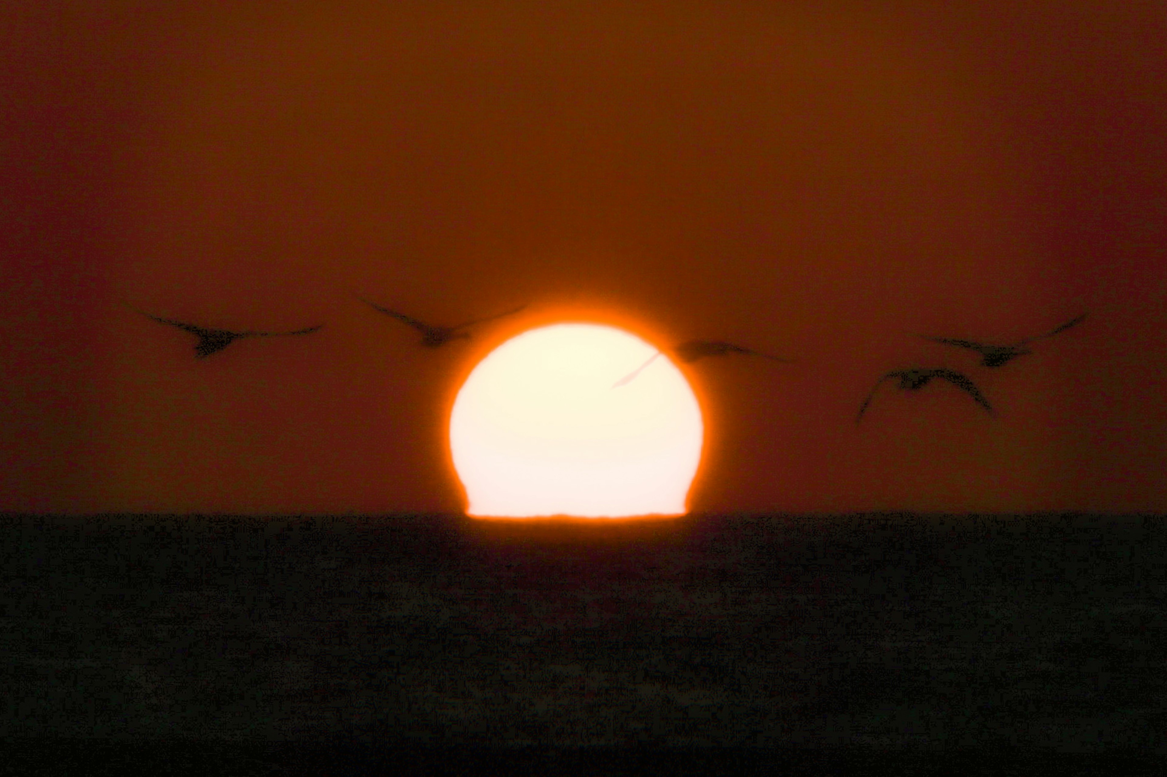 Silhouette di uccelli che volano al tramonto sopra l'oceano