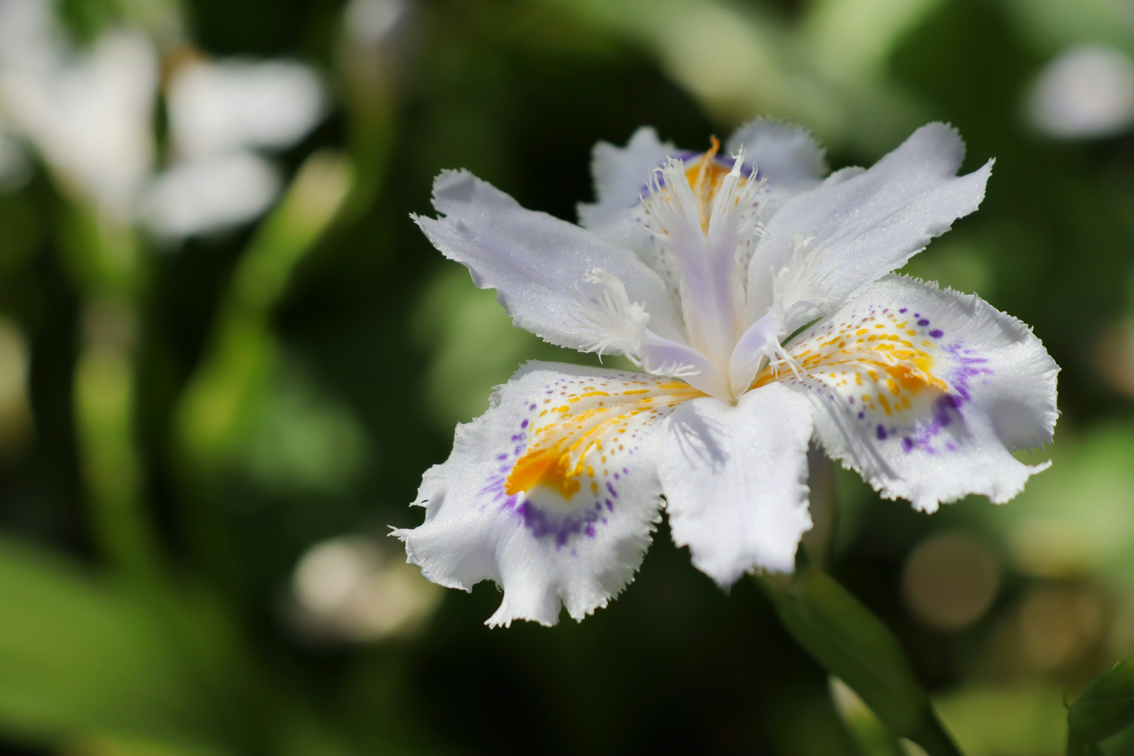 Una flor con pétalos blancos que presentan patrones morados y naranjas