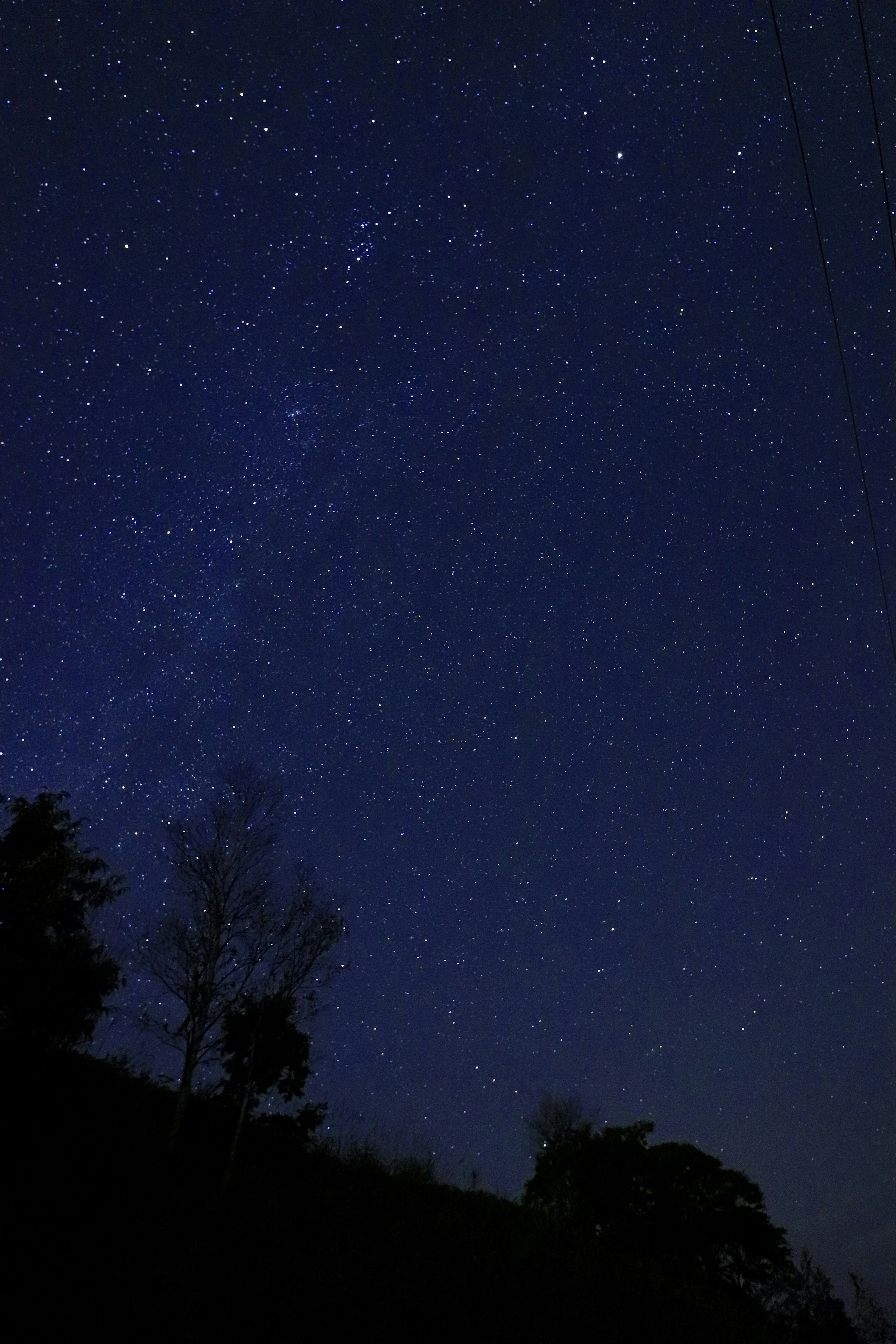 Night sky filled with stars and silhouetted trees