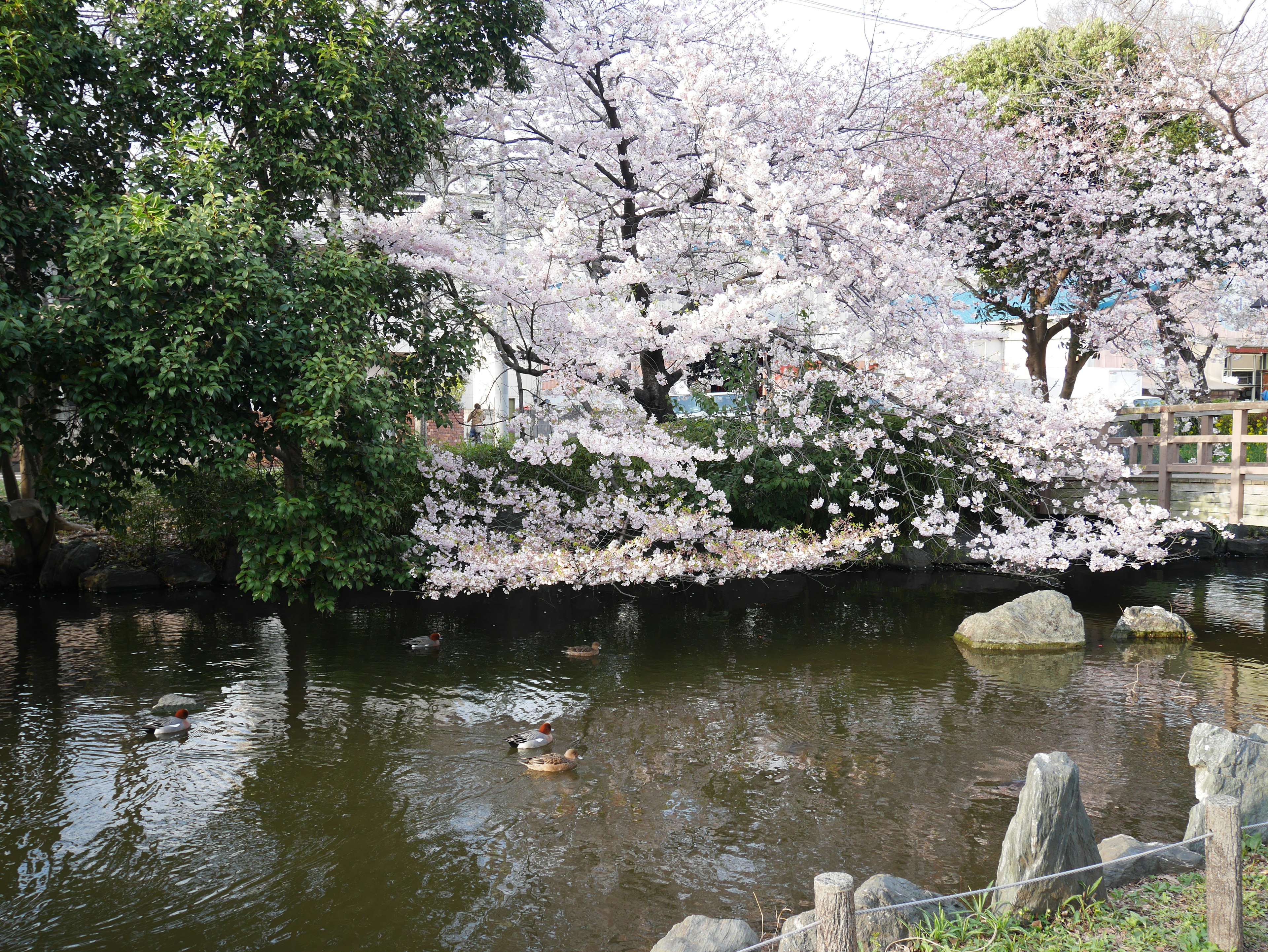 Stagno sereno che riflette alberi di ciliegio in fiore