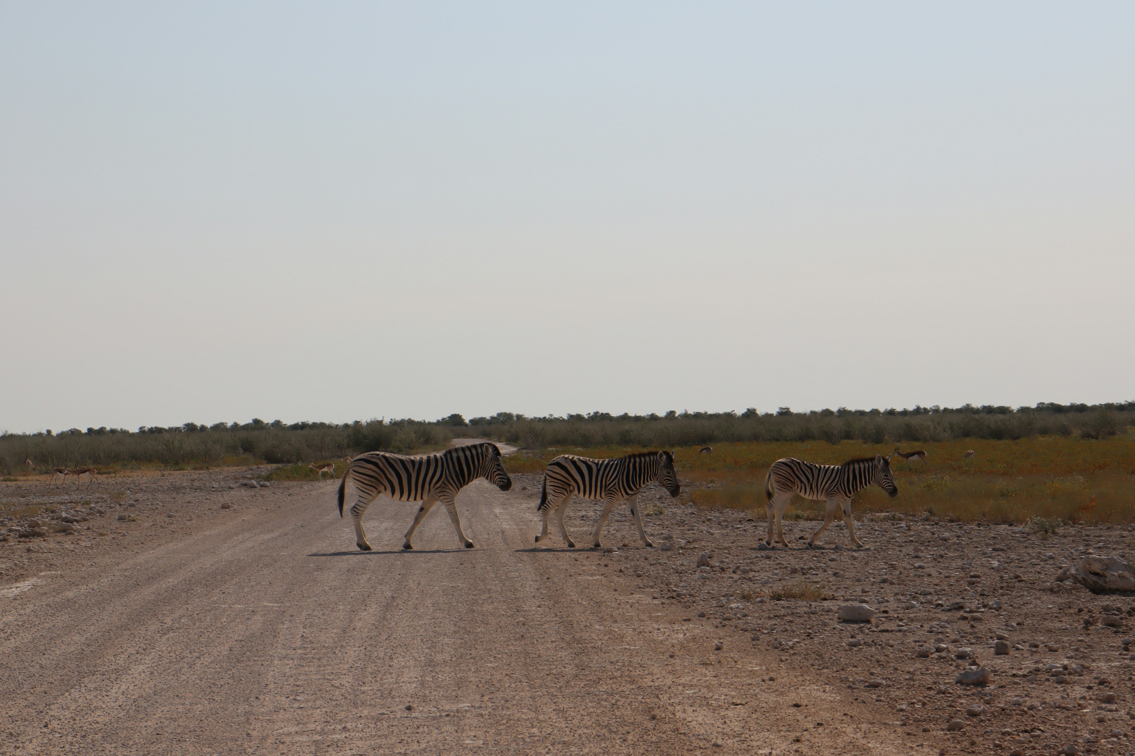 Branchi di zebre che attraversano una strada sterrata con un paesaggio erboso