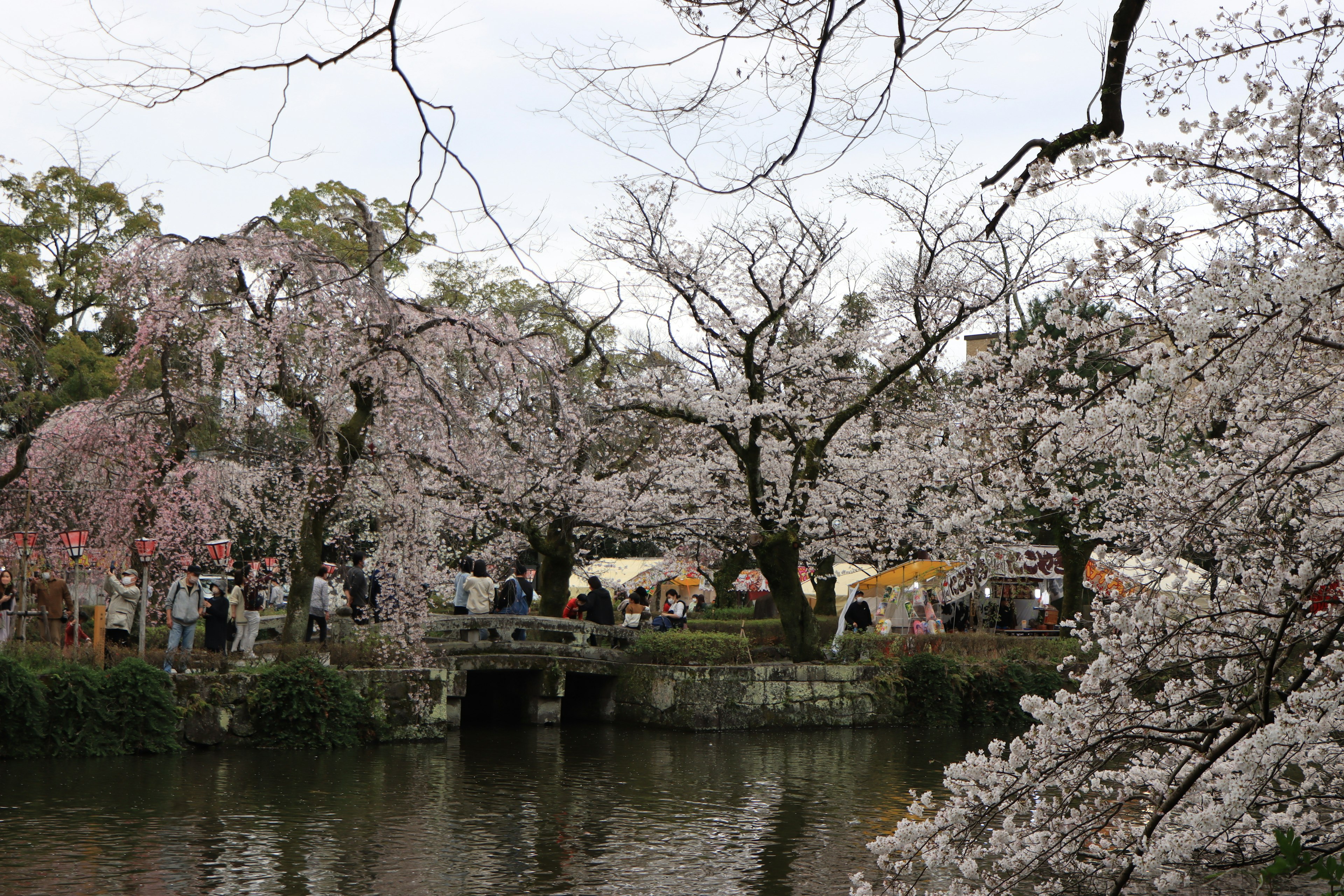 桜の木が咲き誇る公園の風景 湖のほとりに人々が集まる