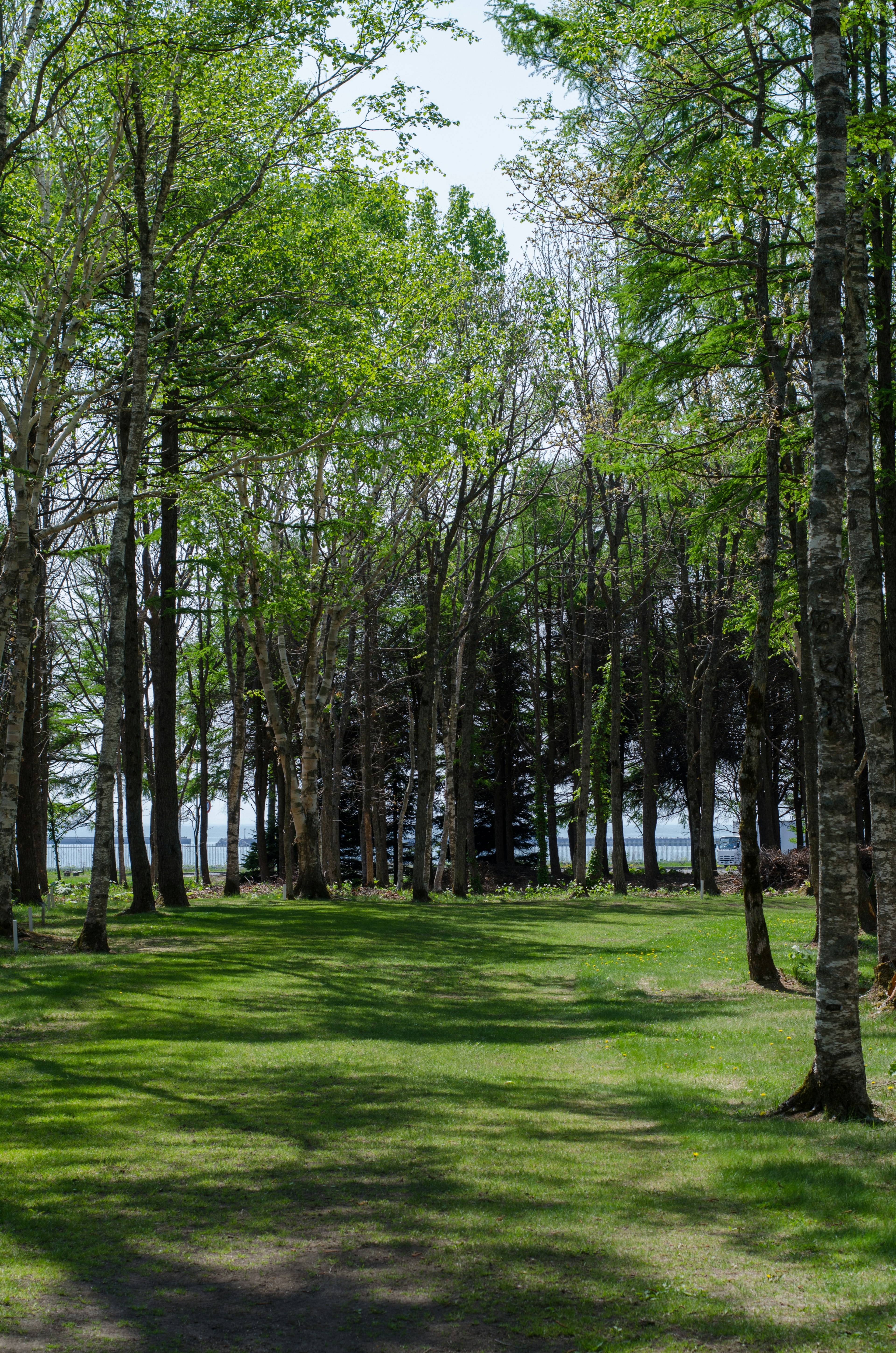 Sentier à travers une pelouse verdoyante et des arbres