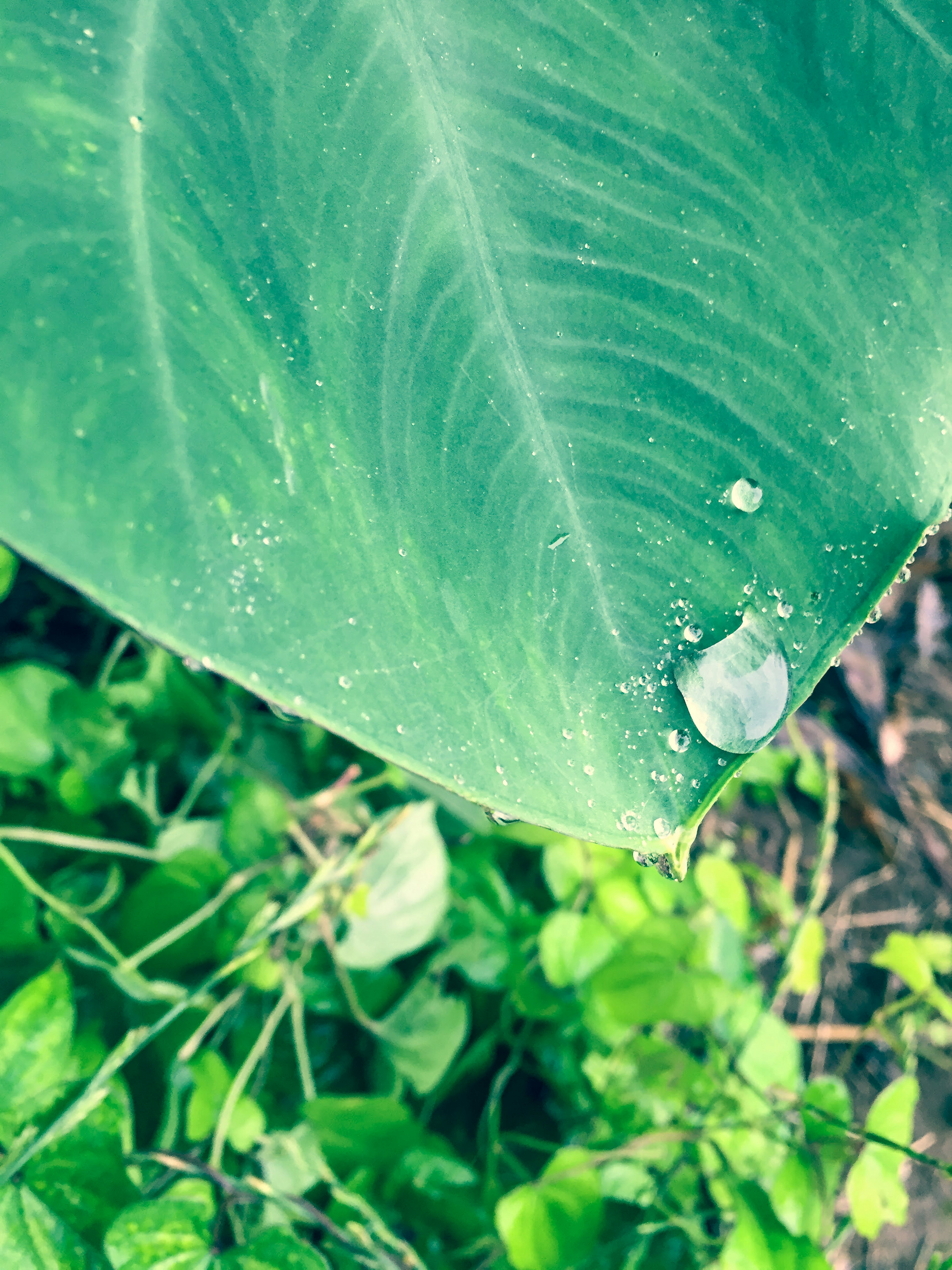 Close-up of a green leaf with a water droplet