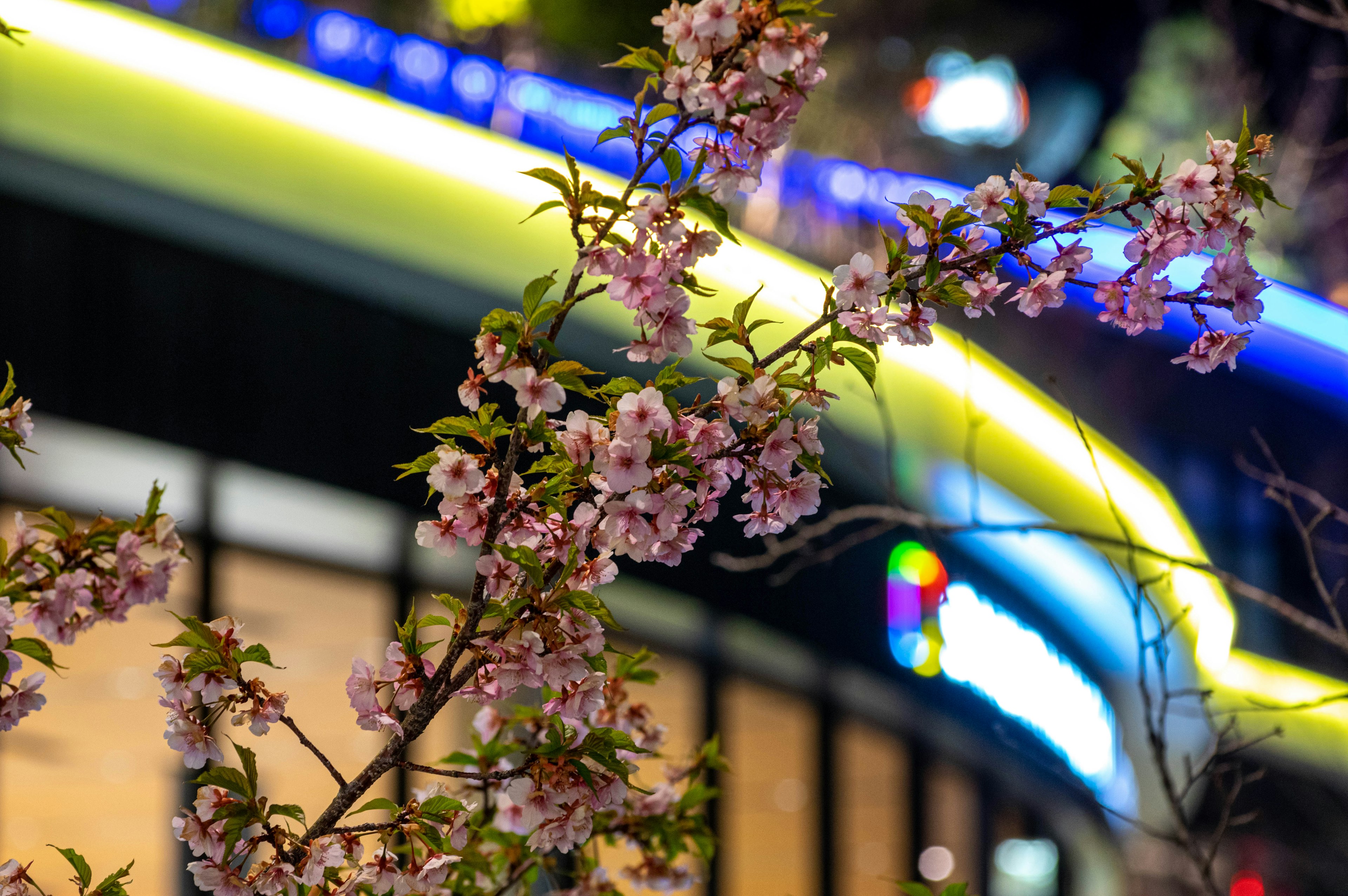 Cherry blossoms at night with colorful neon lights in the background