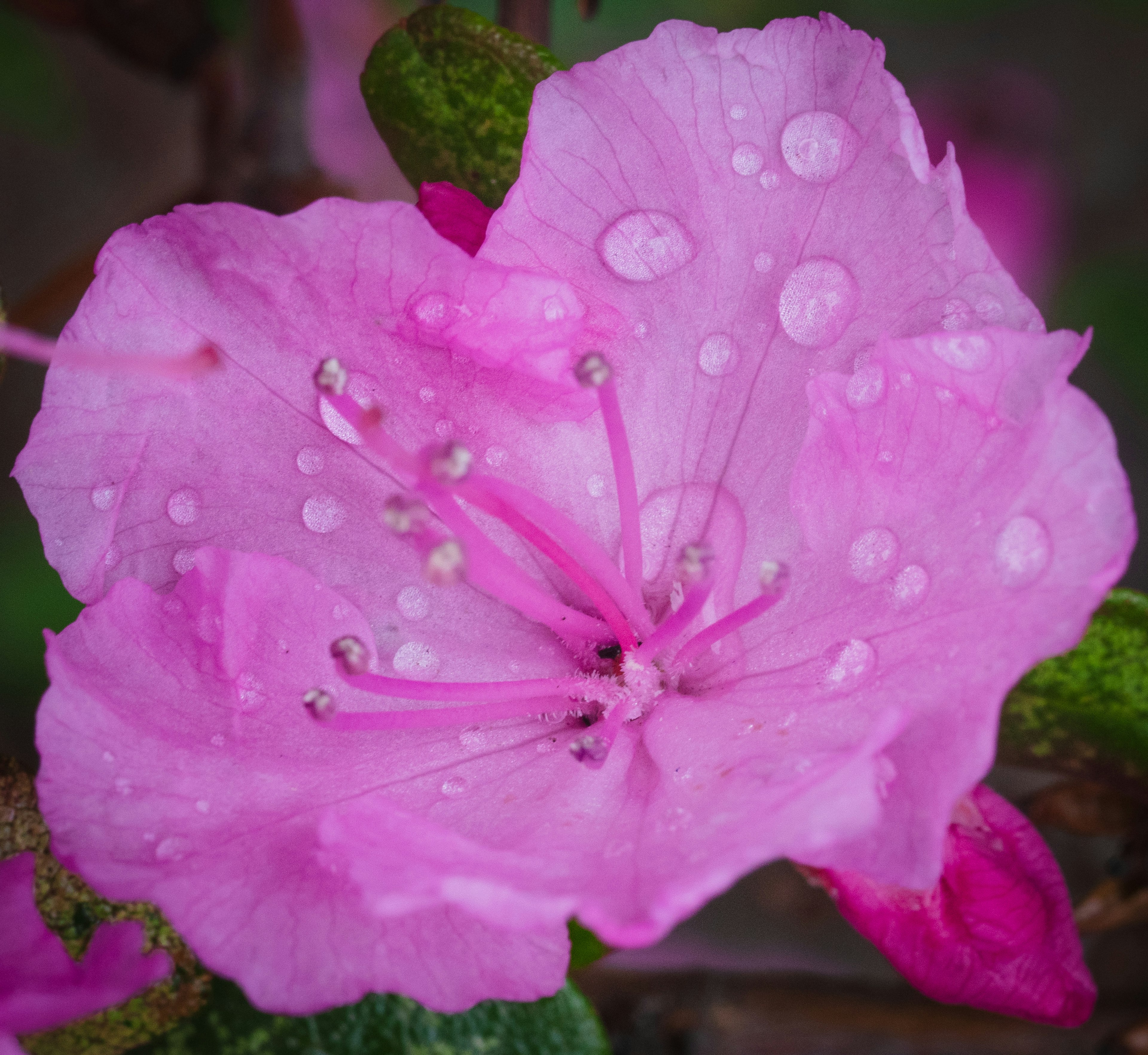 Schöne rosa Blume mit Tropfen auf den Blütenblättern