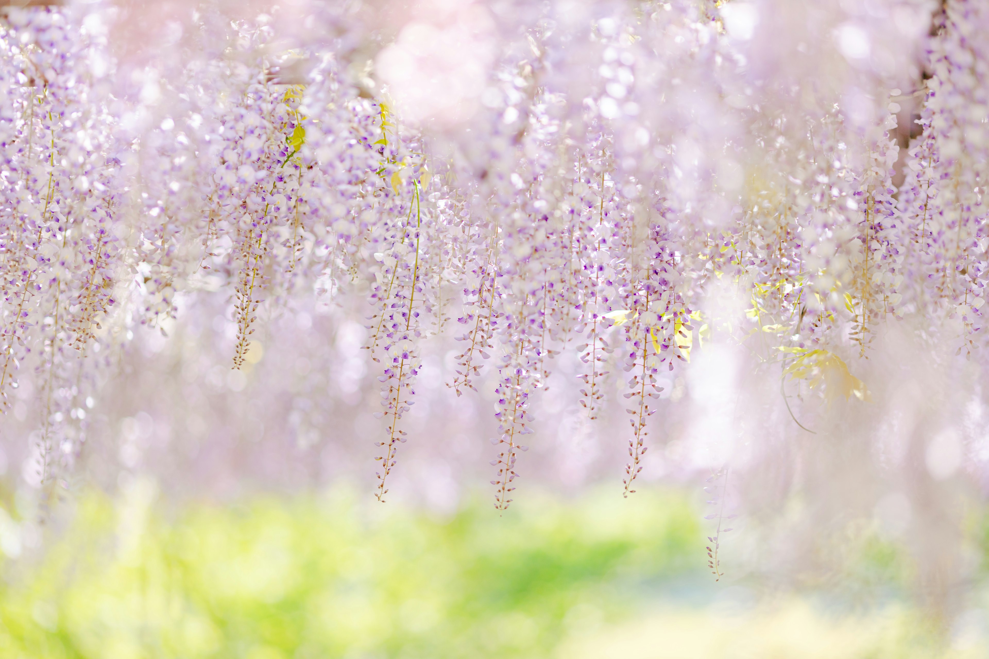 Schöne Szene mit hängenden lila Glyzinienblüten