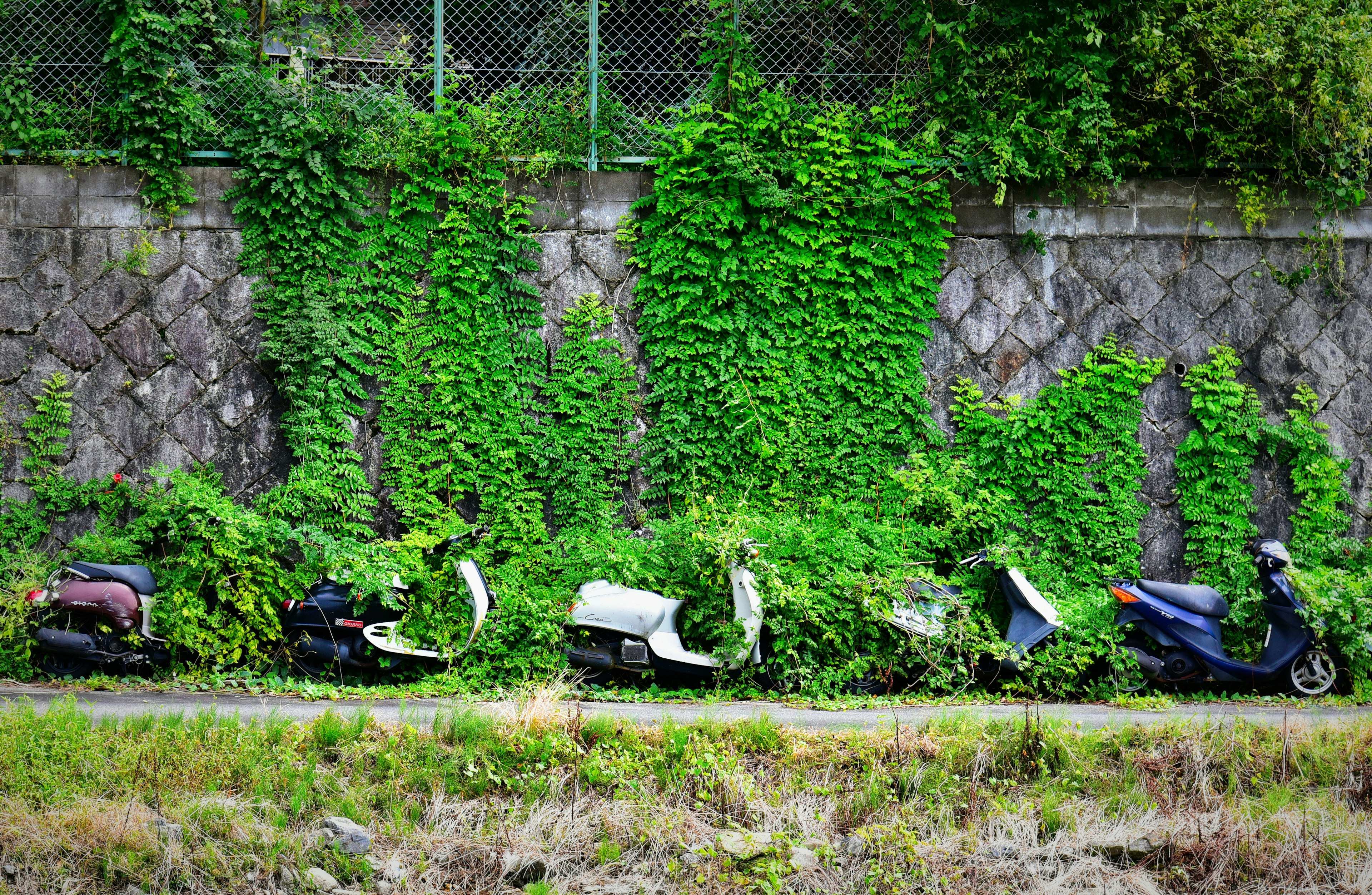 Row of abandoned motorcycles covered in green vines