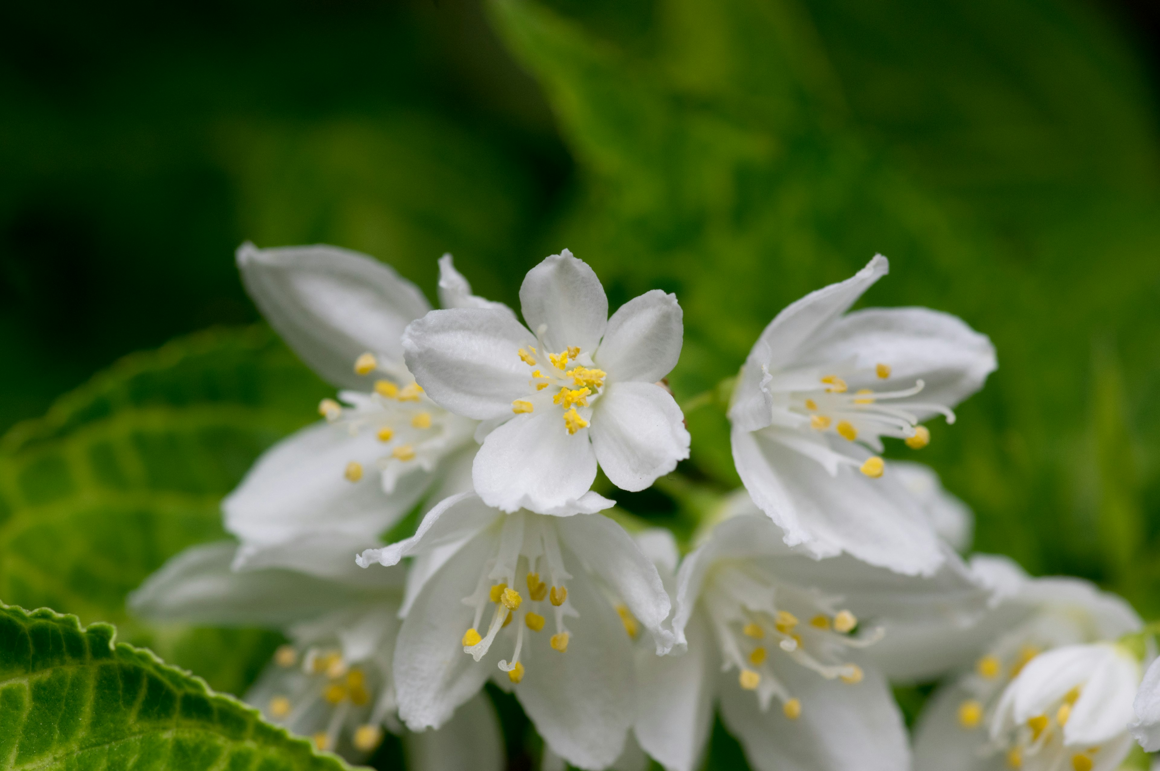 Gros plan de délicates fleurs blanches avec des étamines jaunes entourées de feuilles vertes