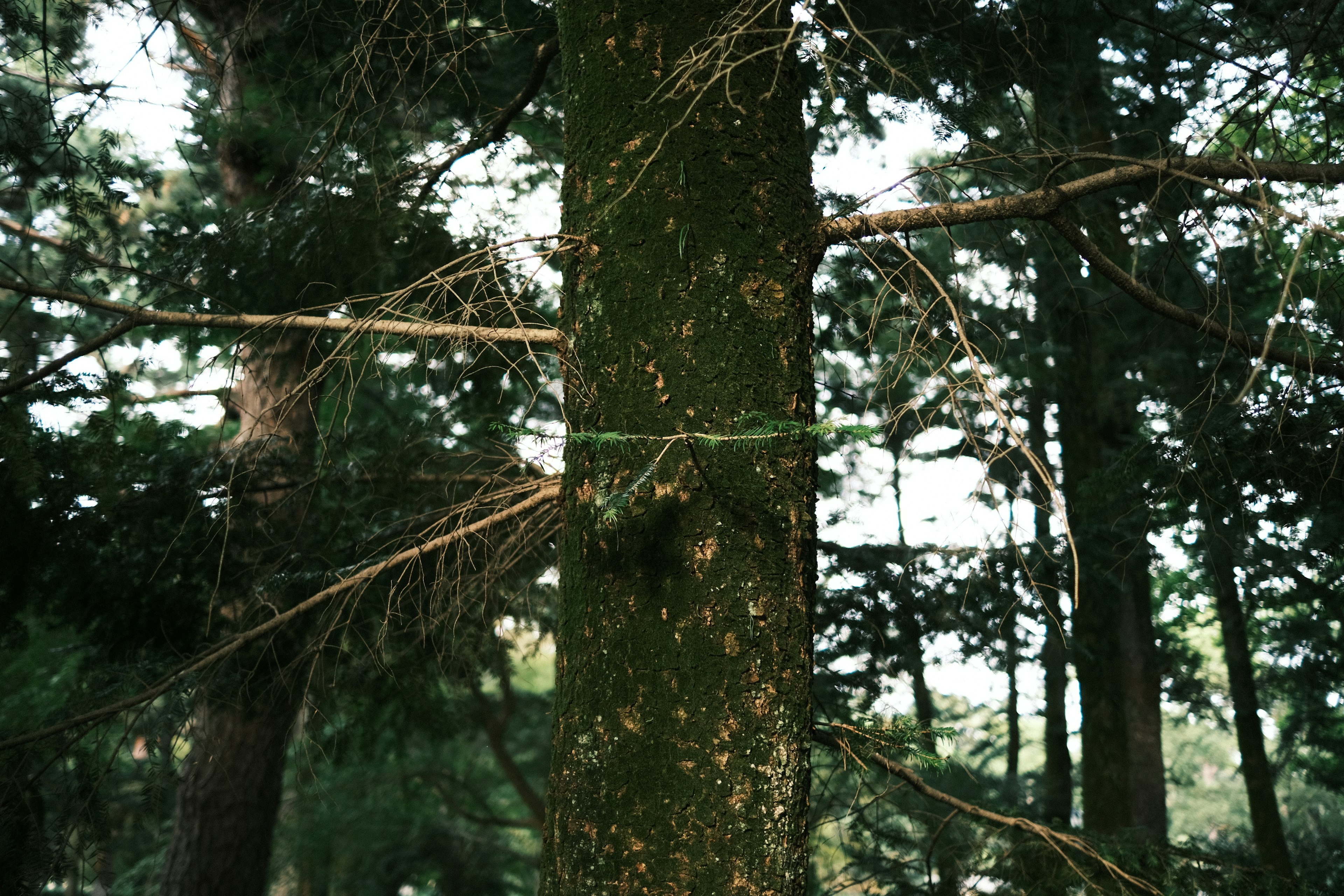 Tronc d'arbre recouvert de mousse verte avec un fond forestier