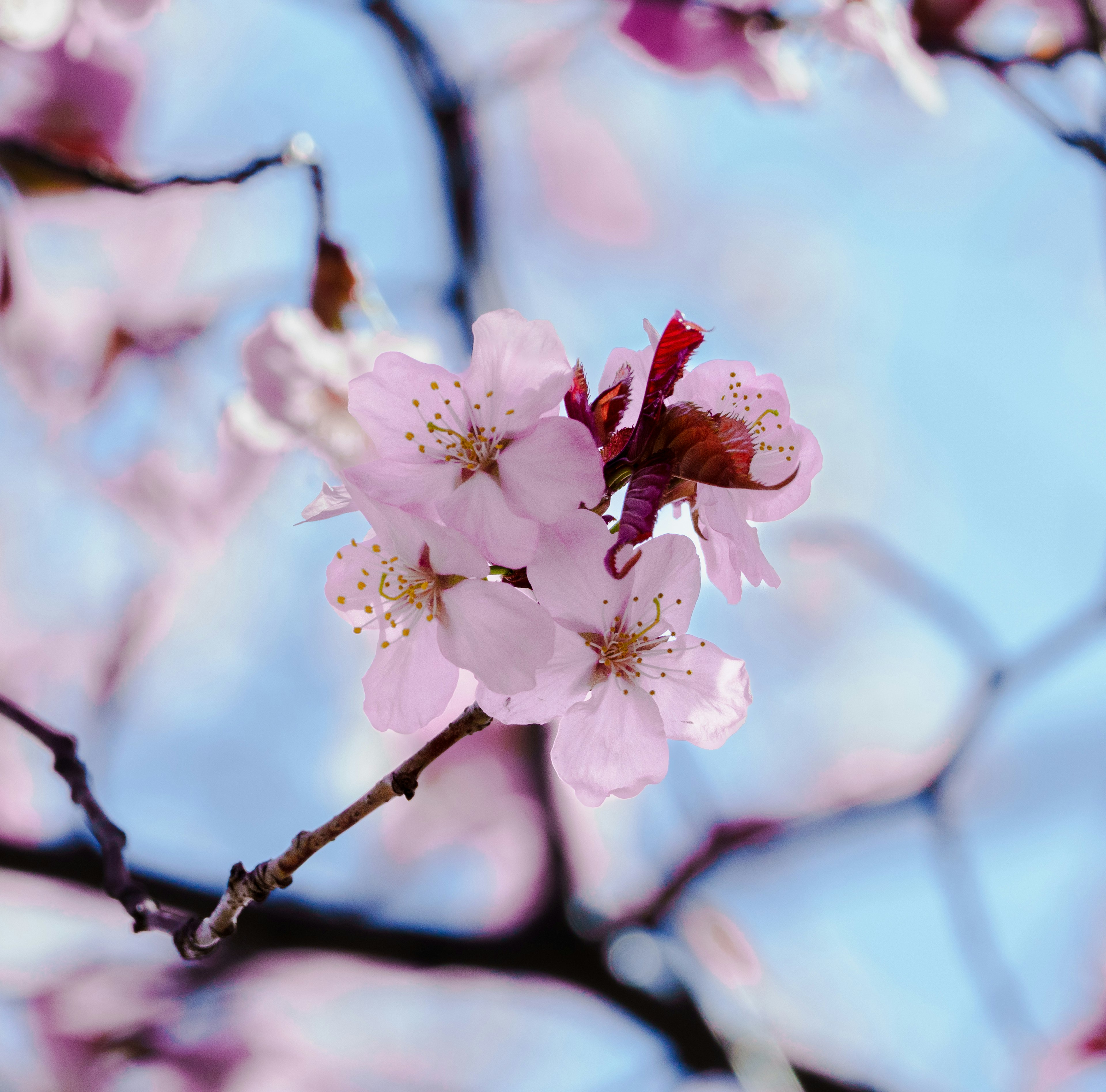 Bunga sakura yang indah mekar di bawah langit biru