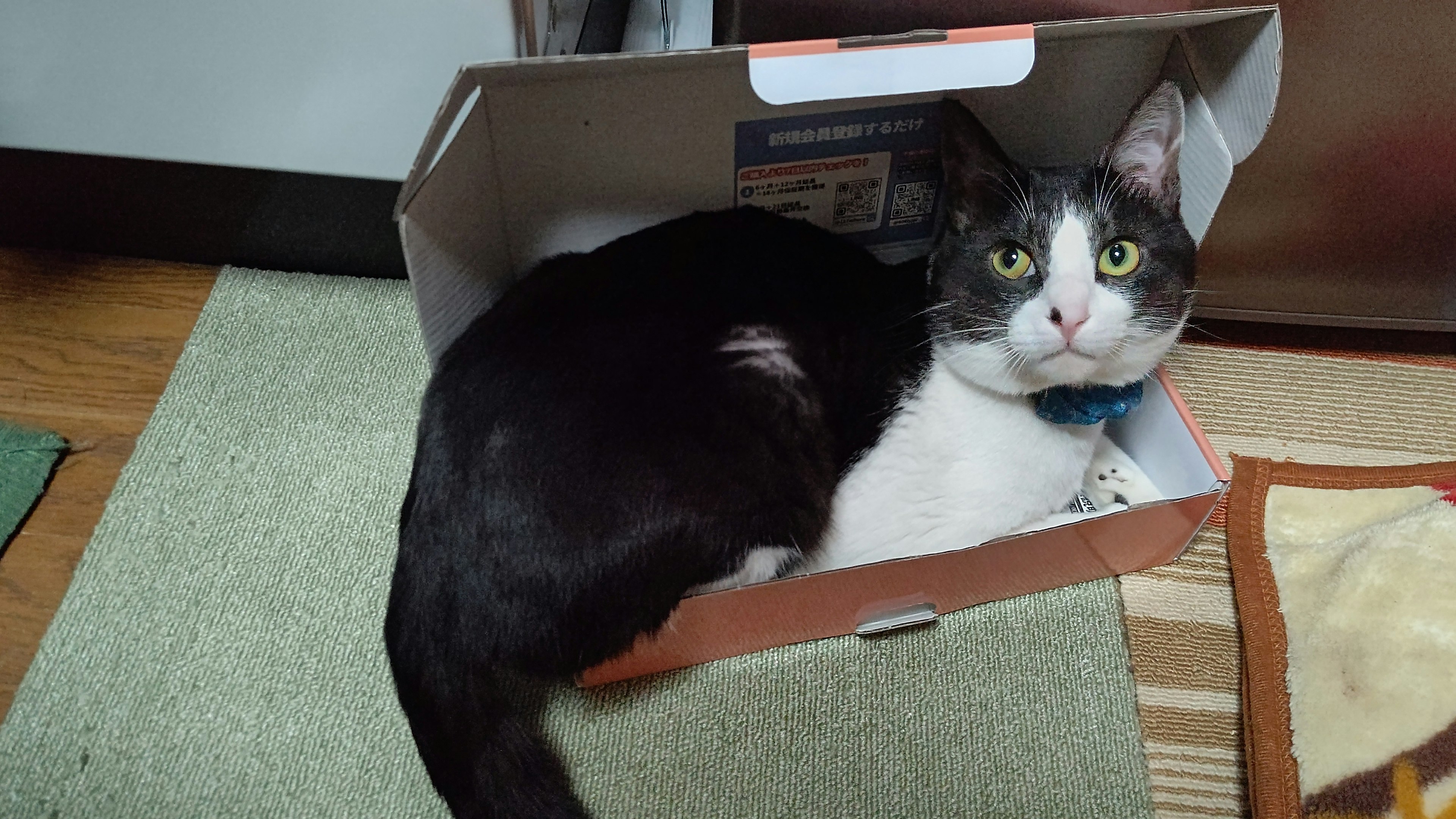 Un chat noir et blanc assis dans une petite boîte en carton