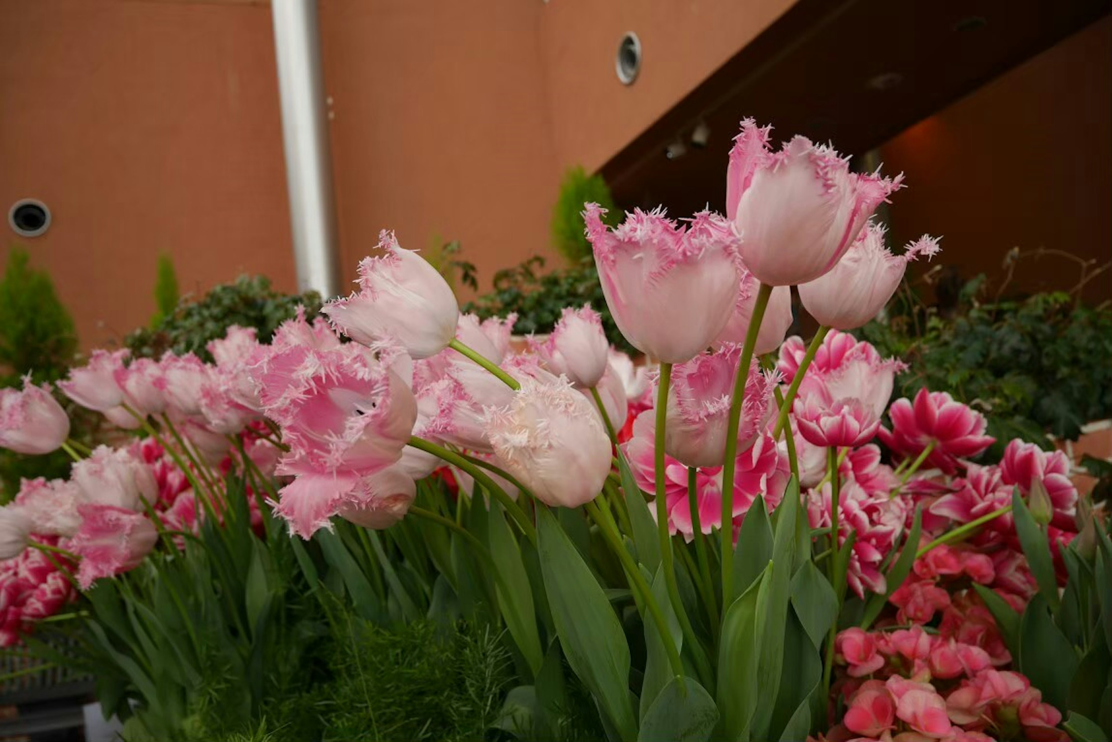 Foto tulip merah muda yang mekar di taman bunga