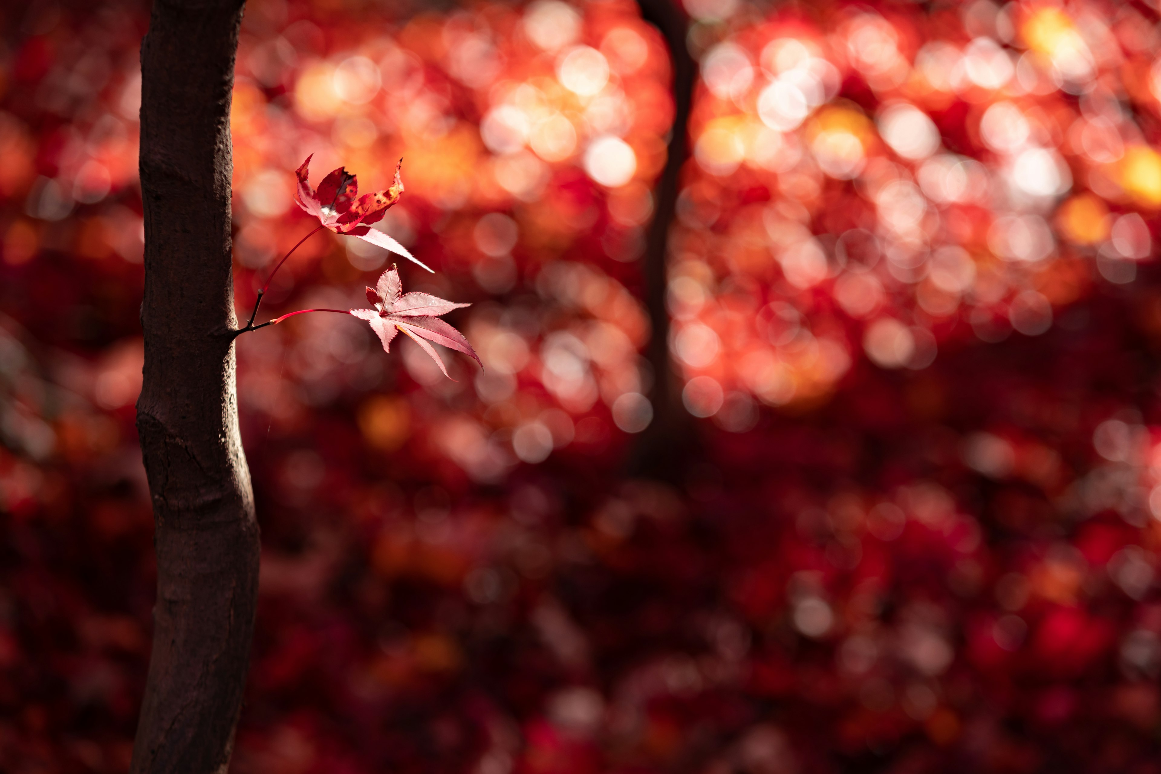 赤い背景に浮かぶ桜の花と樹木の幹