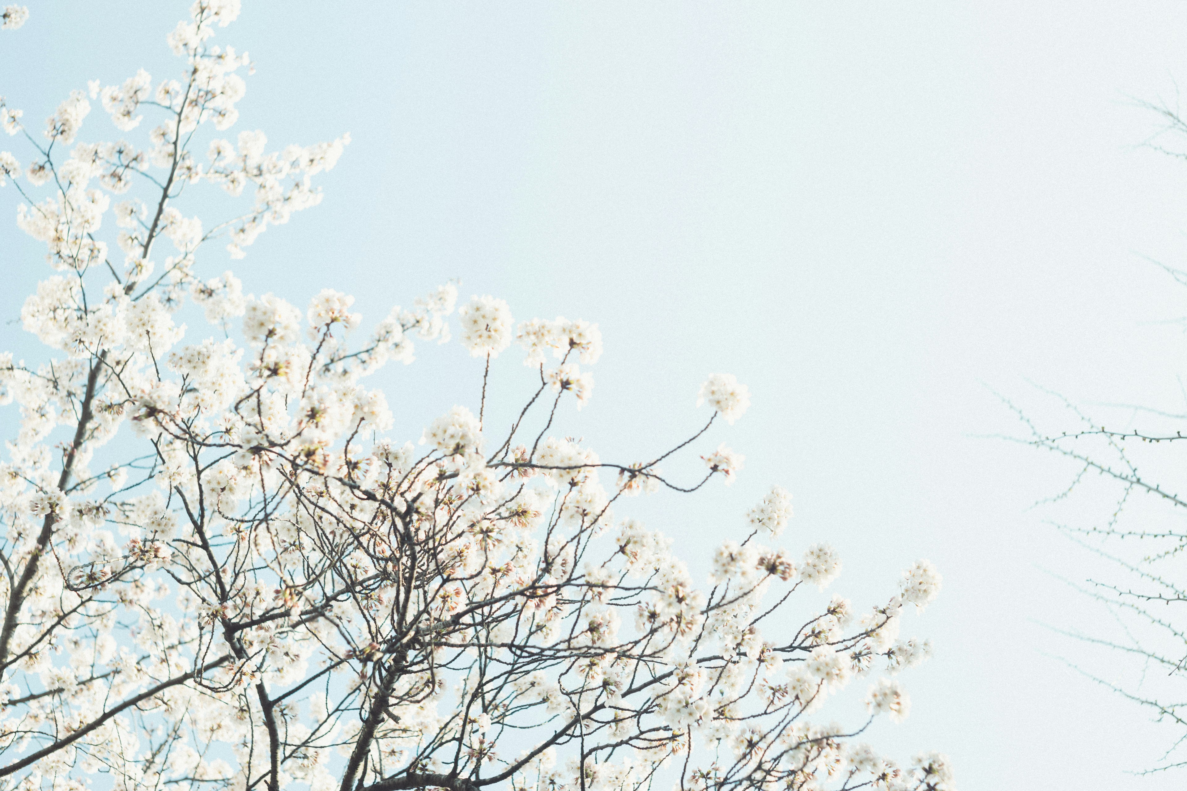 Part of a tree with white flowers under a blue sky