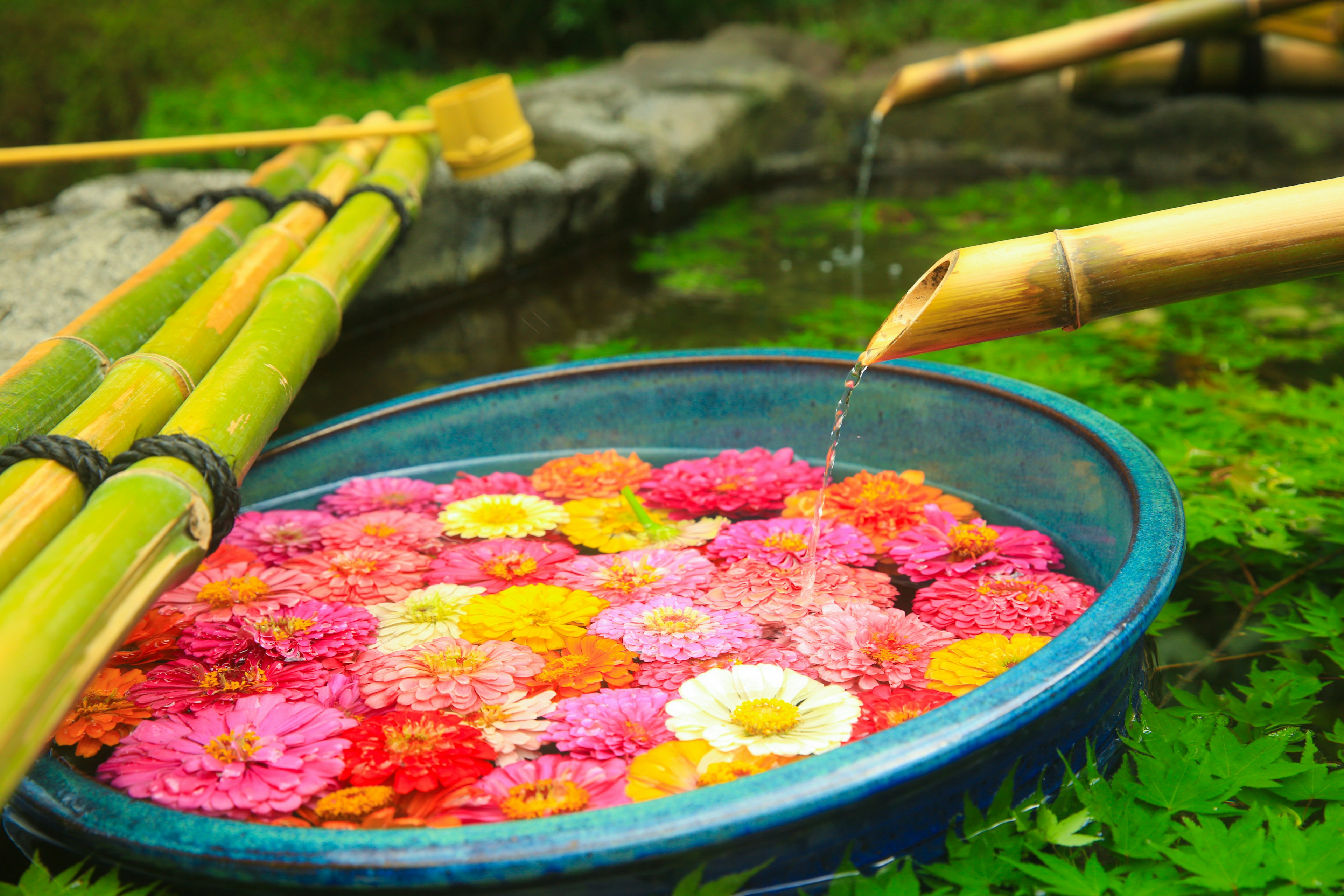 Bunte Blumen schwimmen in einer blauen Schüssel in einer ruhigen Gartenlandschaft