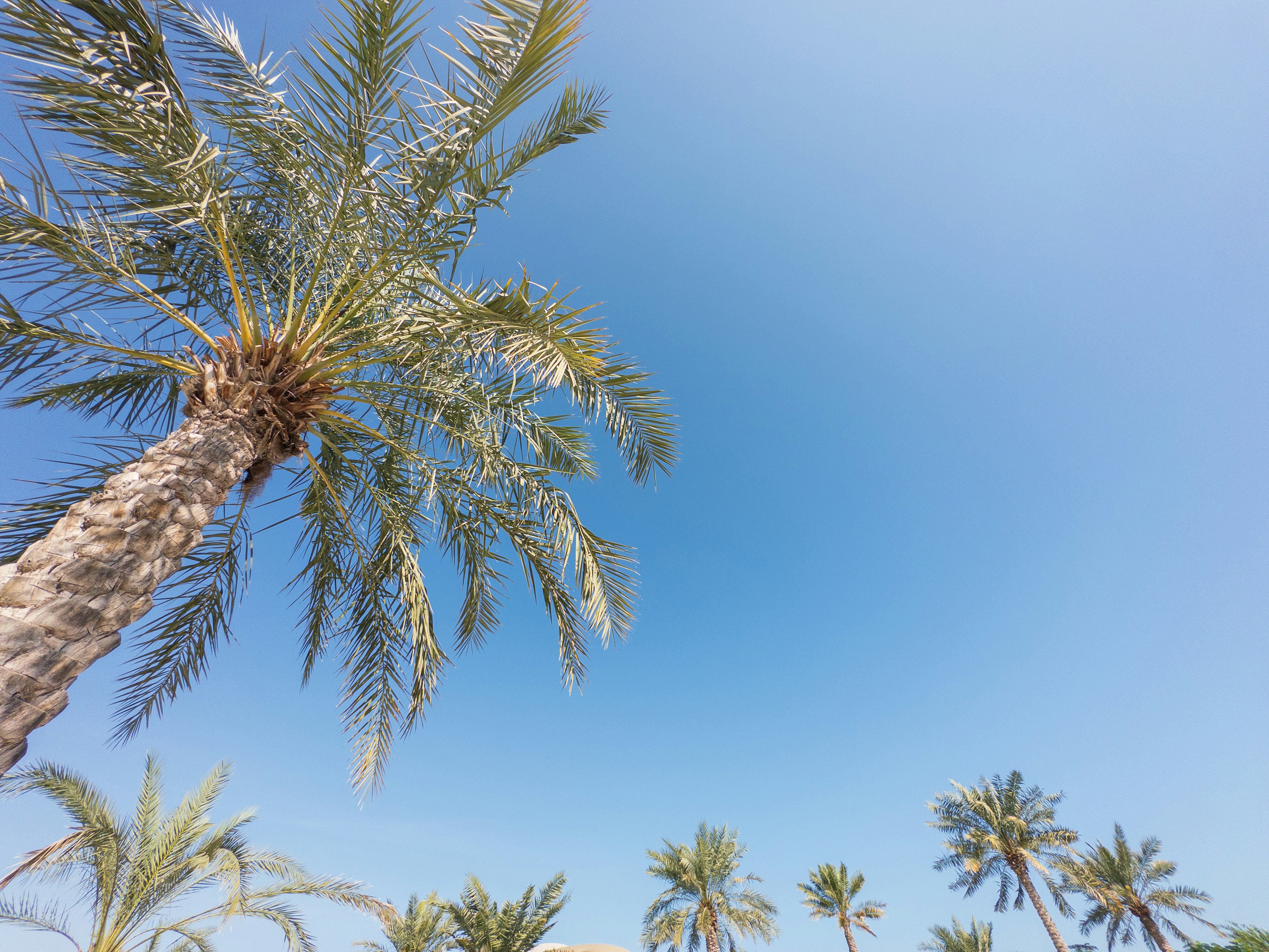 Cluster of palm trees under a clear blue sky