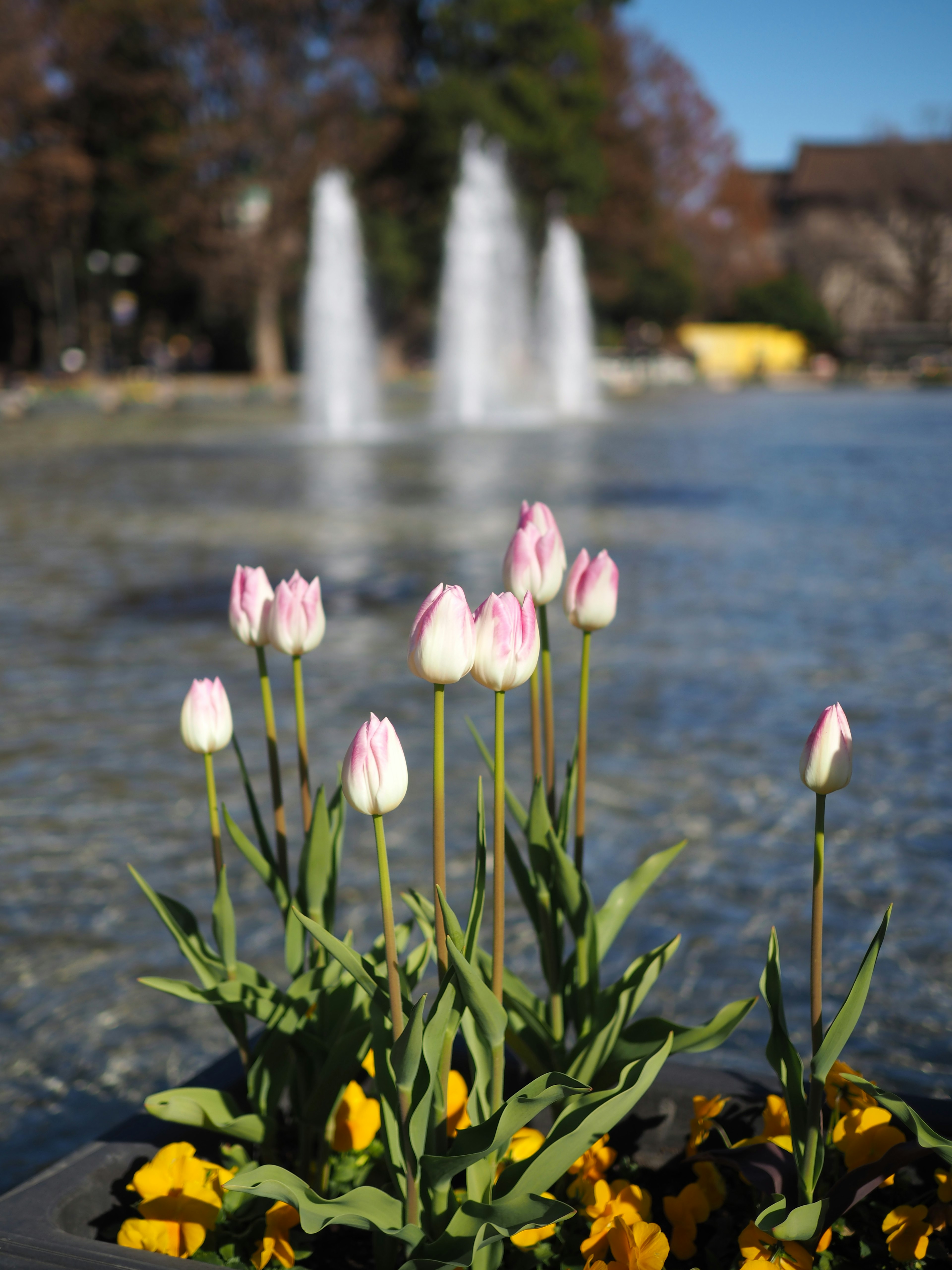 Pink tulips and yellow flowers in a planter with a fountain in the background