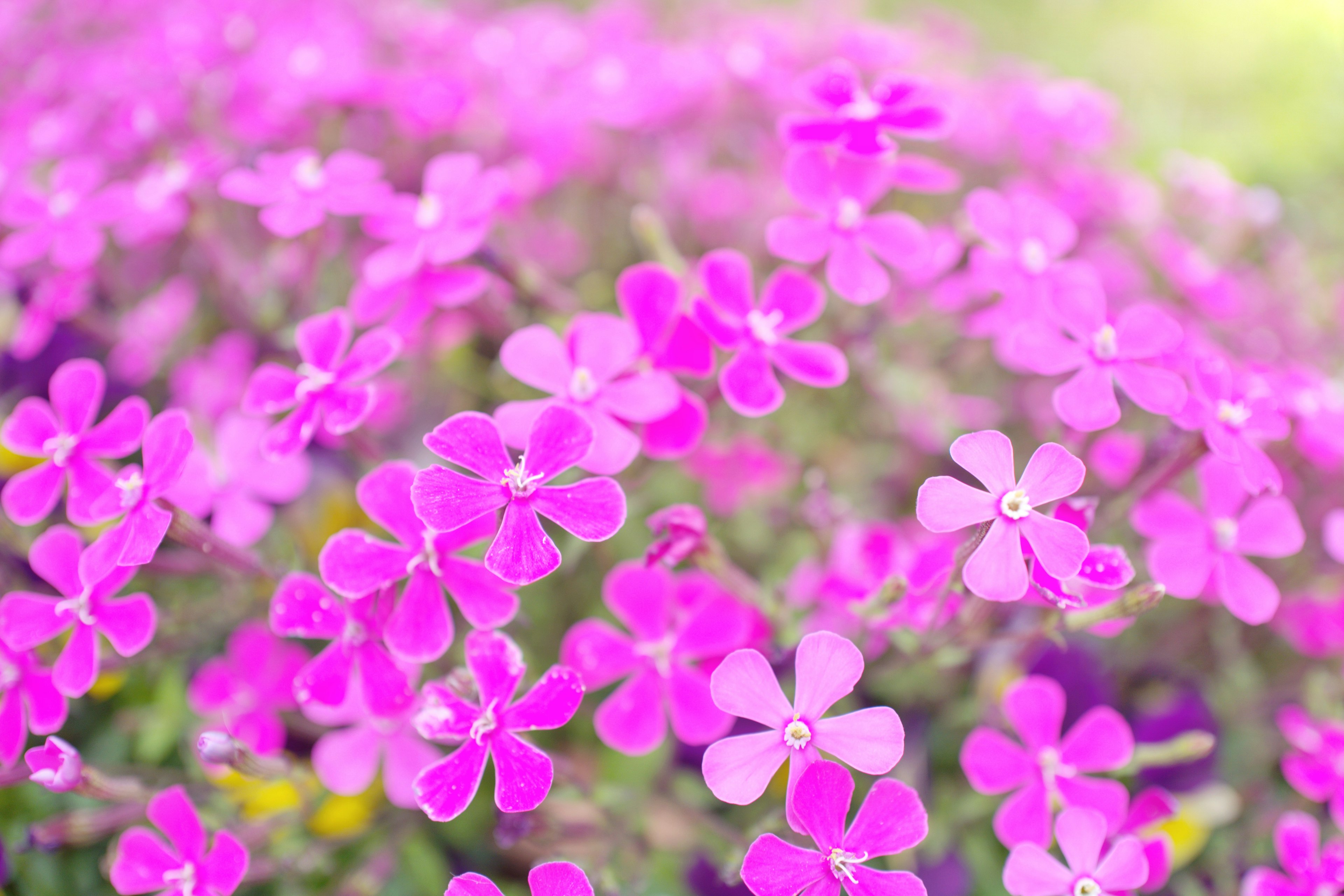 Fleurs roses vibrantes fleurissant dans un jardin luxuriant