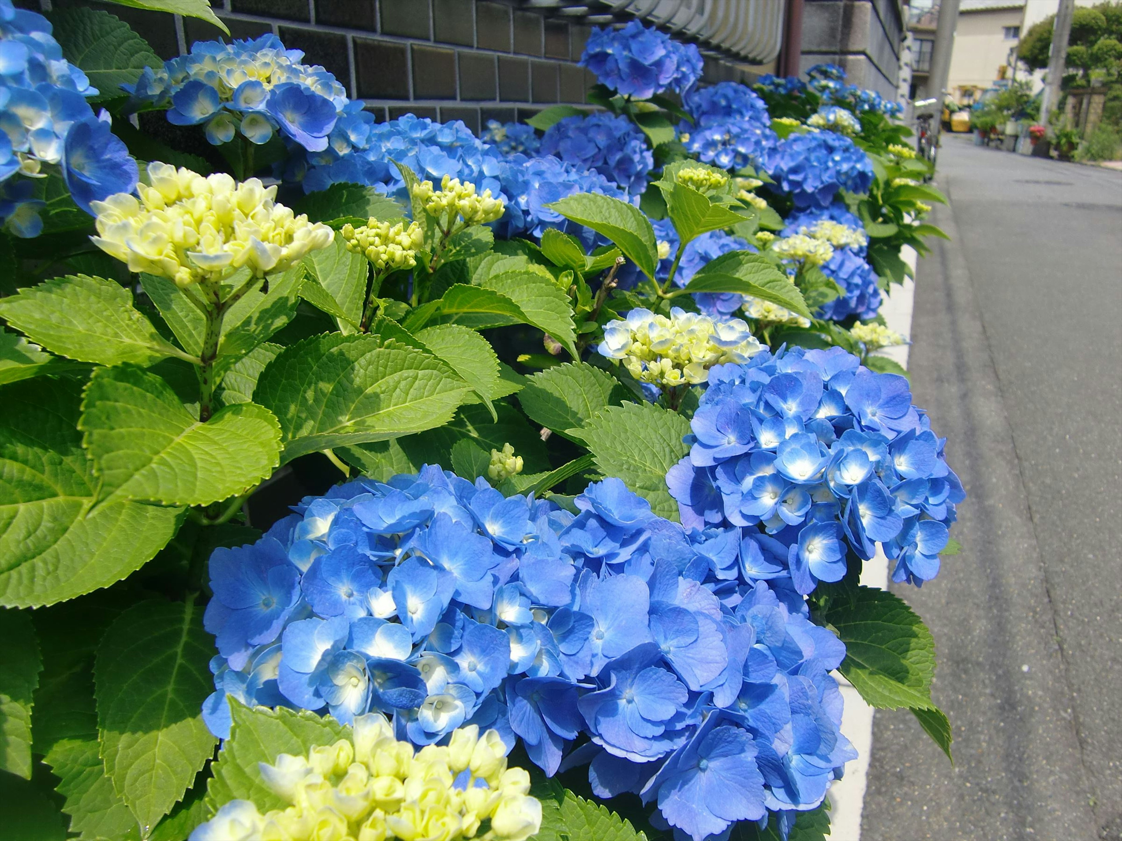 Blaue Hortensien blühen entlang einer Straße