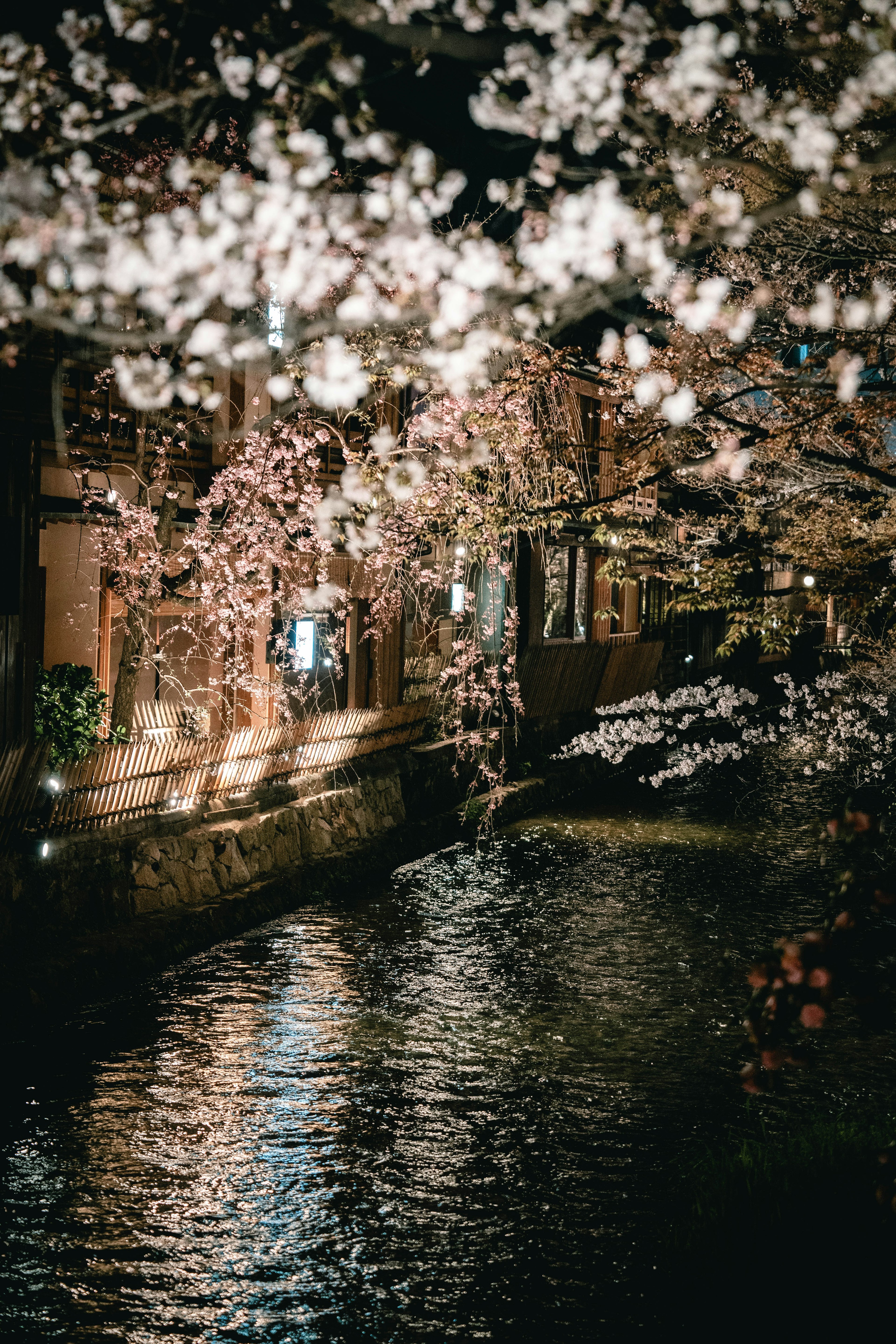 Vue nocturne d'une rivière ornée de cerisiers en fleurs