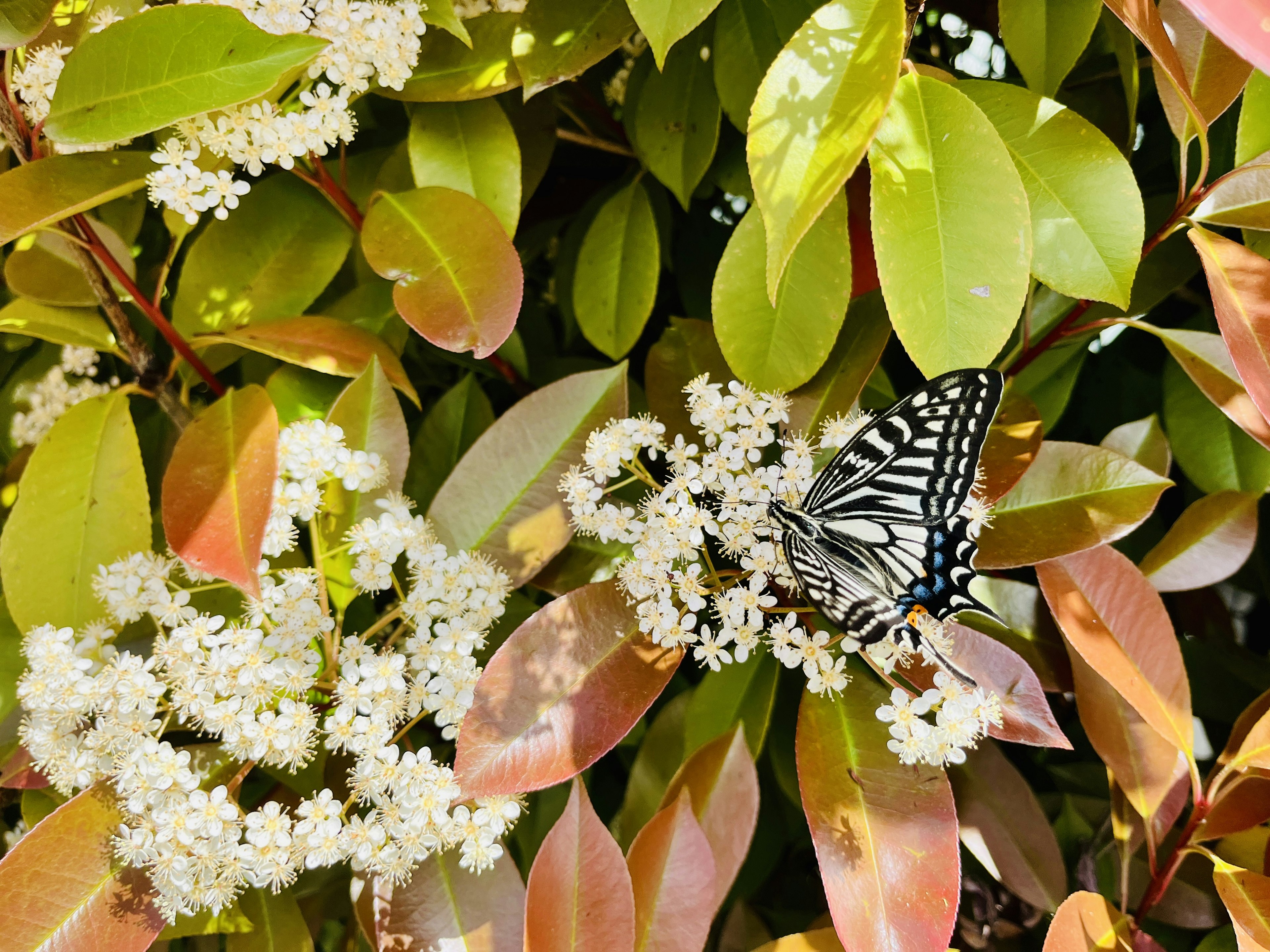 Farfalla blu e nera appoggiata su fiori bianchi e foglie verdi