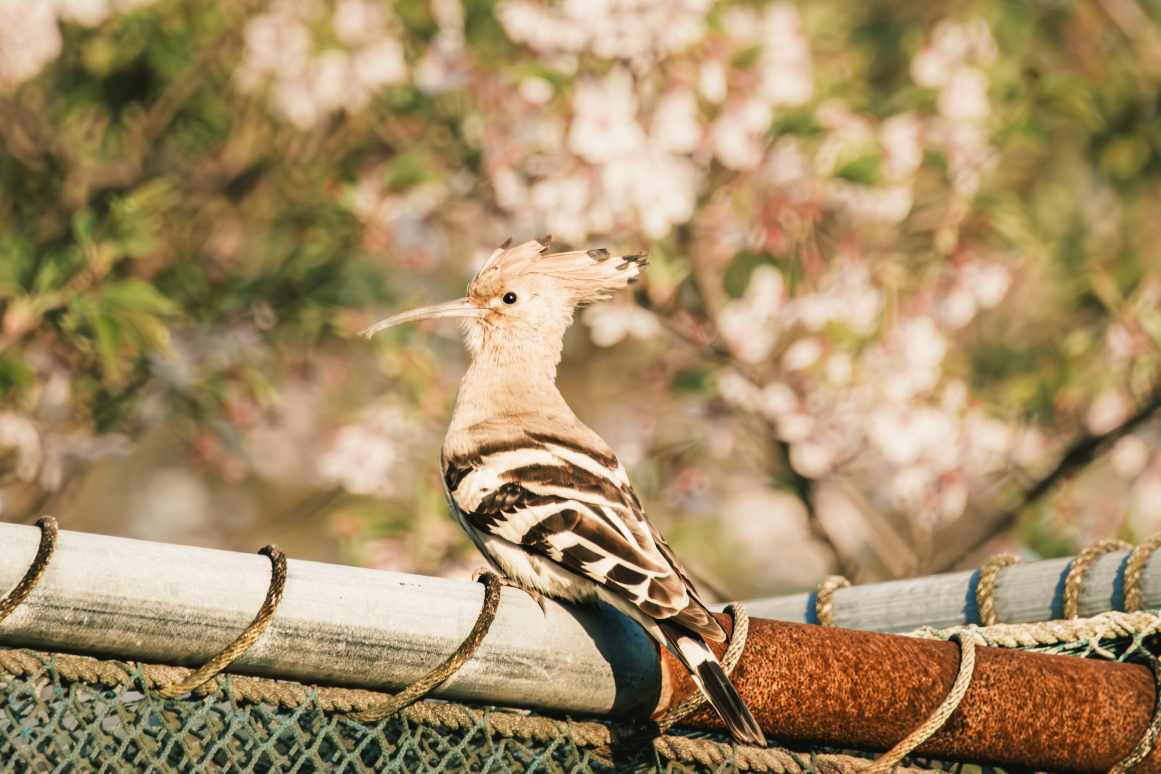 美しい花の前に立つフクロウのような鳥