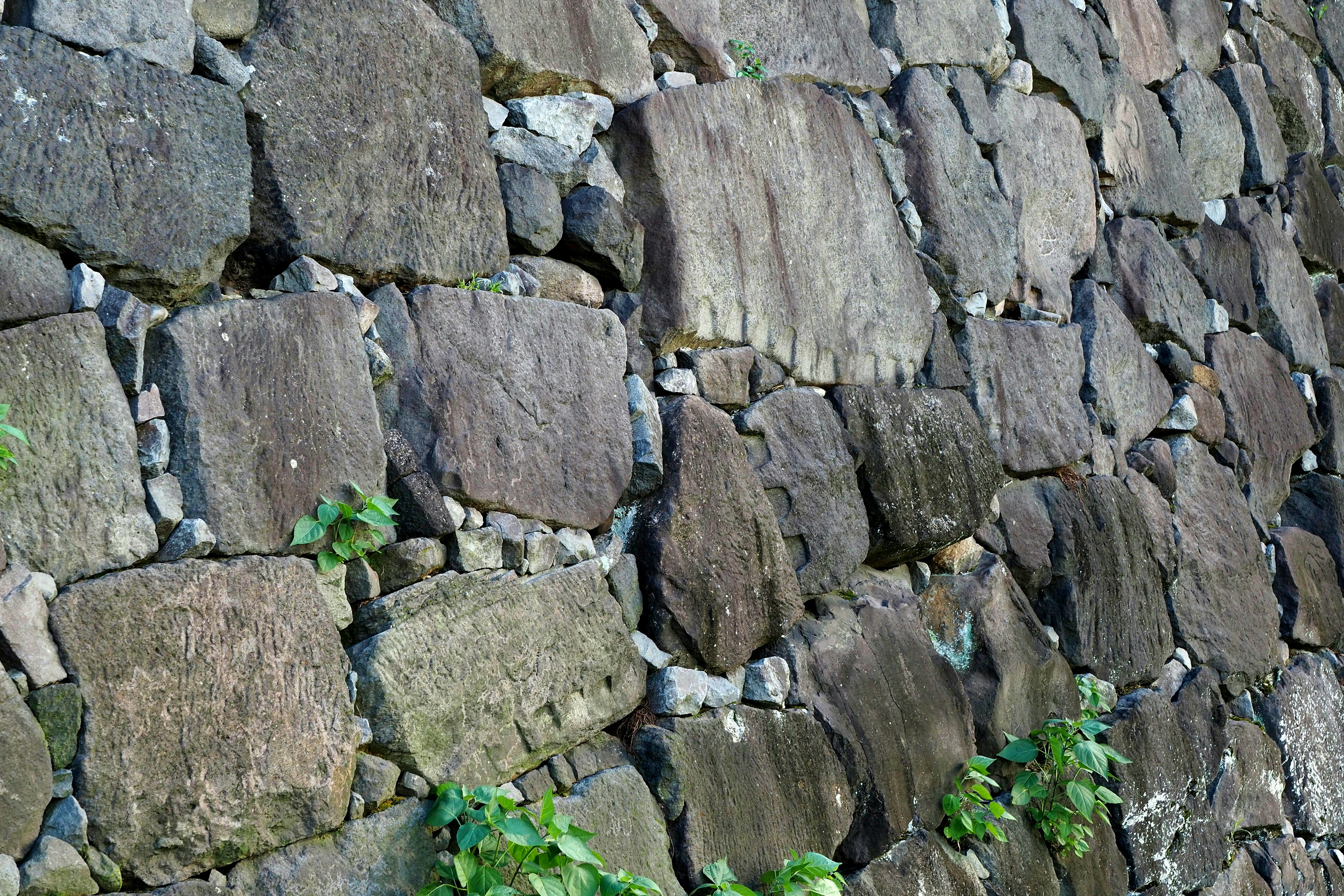 Close-up of a stone wall with natural greenery growing between the stones