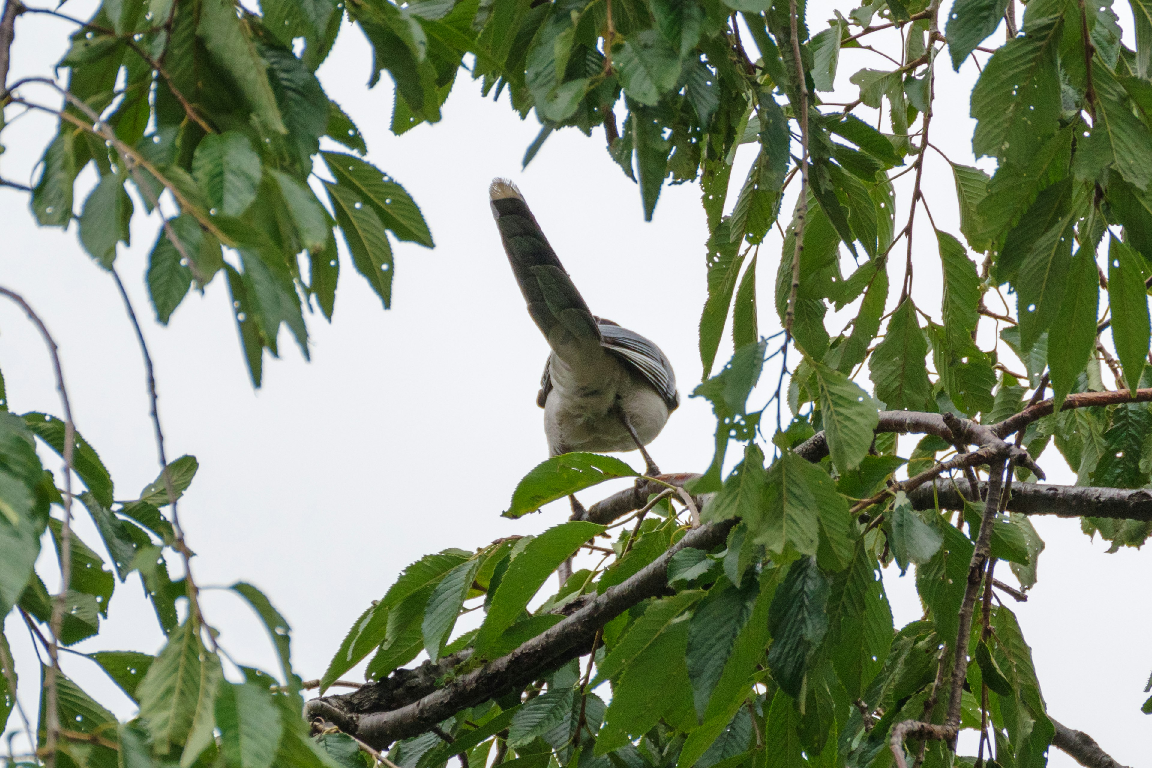 Pájaro visto desde atrás entre hojas verdes