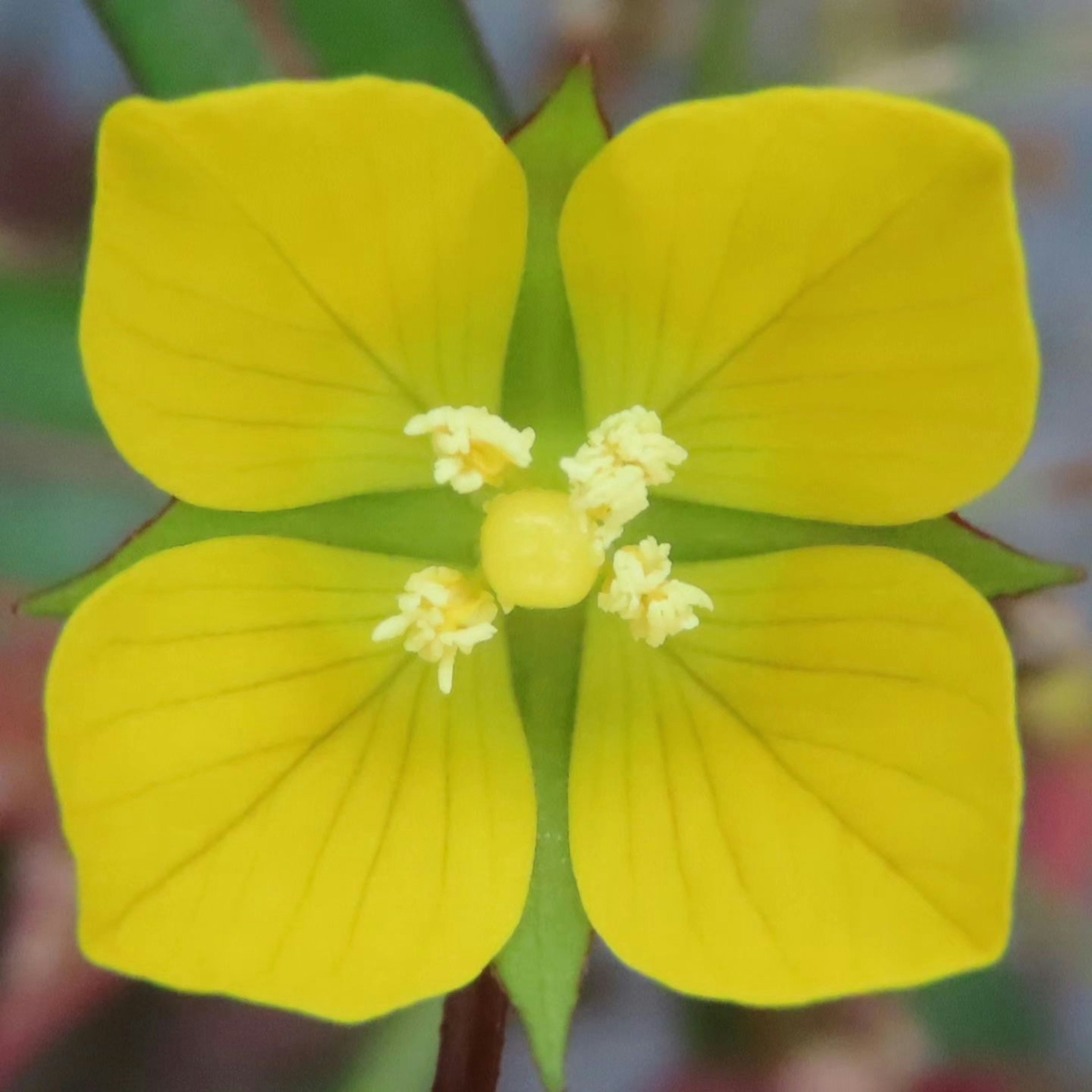 Close-up view of a vibrant yellow flower with four petals