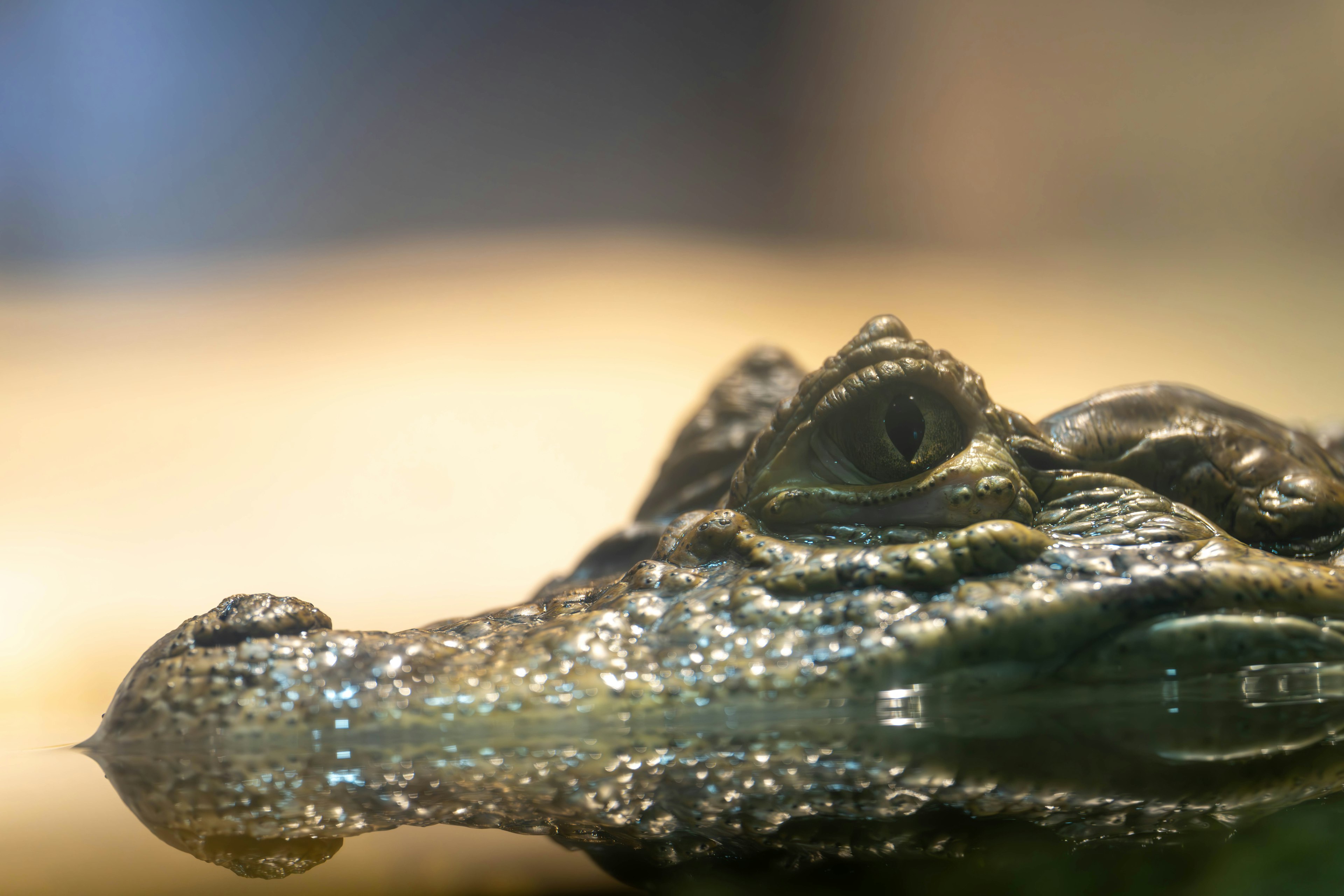 Close-up shot of a crocodile's face partially submerged in water