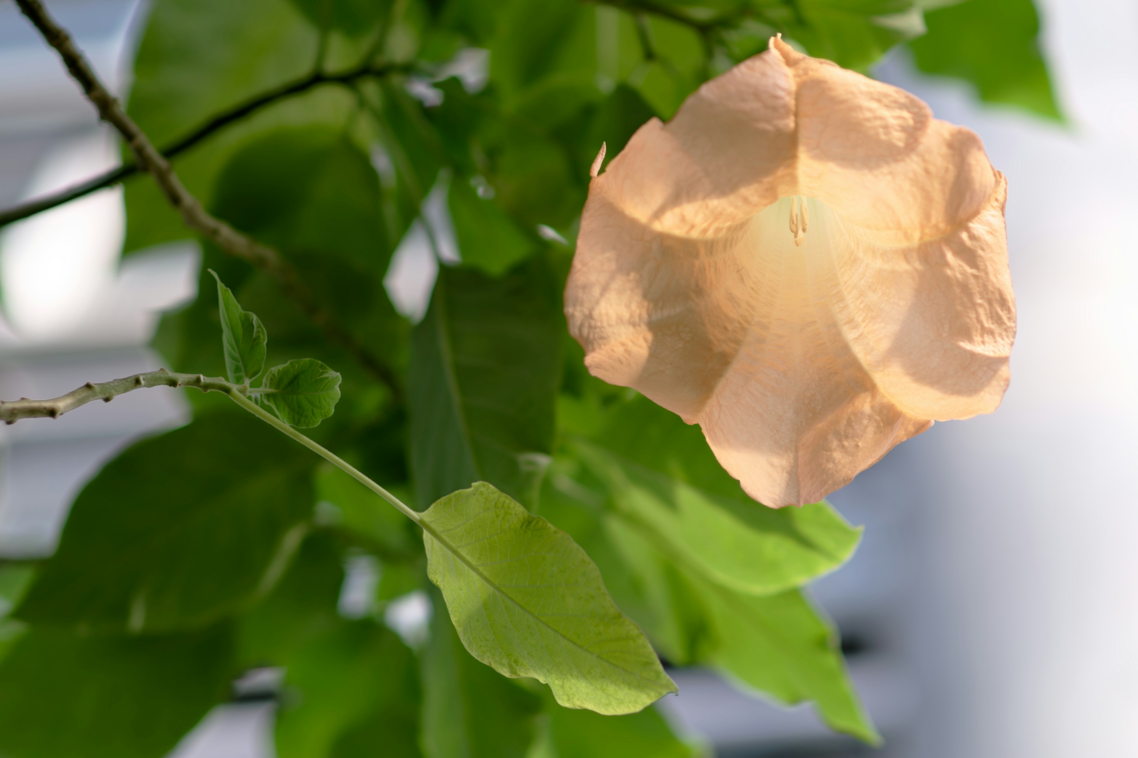 淡いオレンジ色の花と緑の葉がある植物のクローズアップ