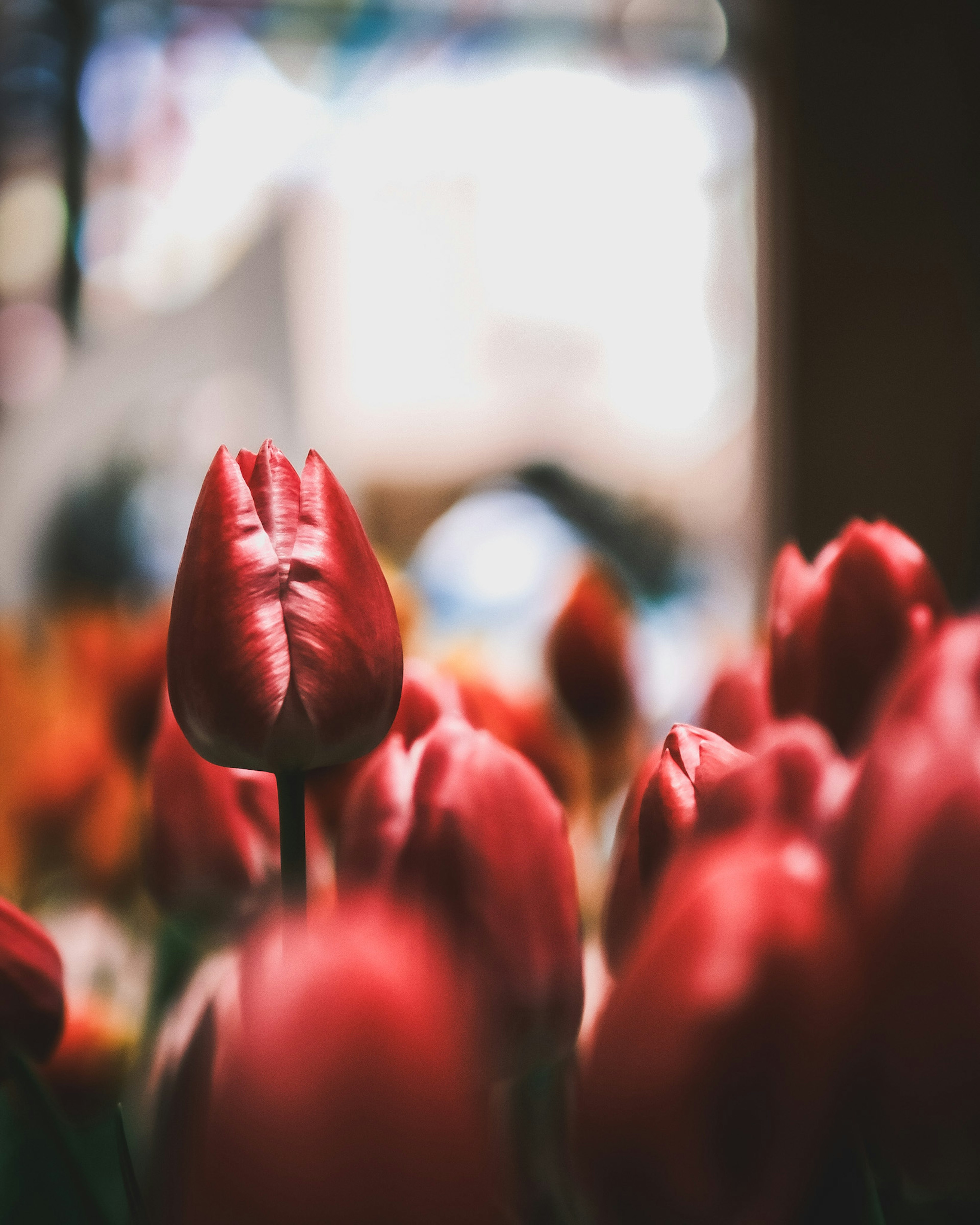 Gambar tulip merah yang mekar di taman