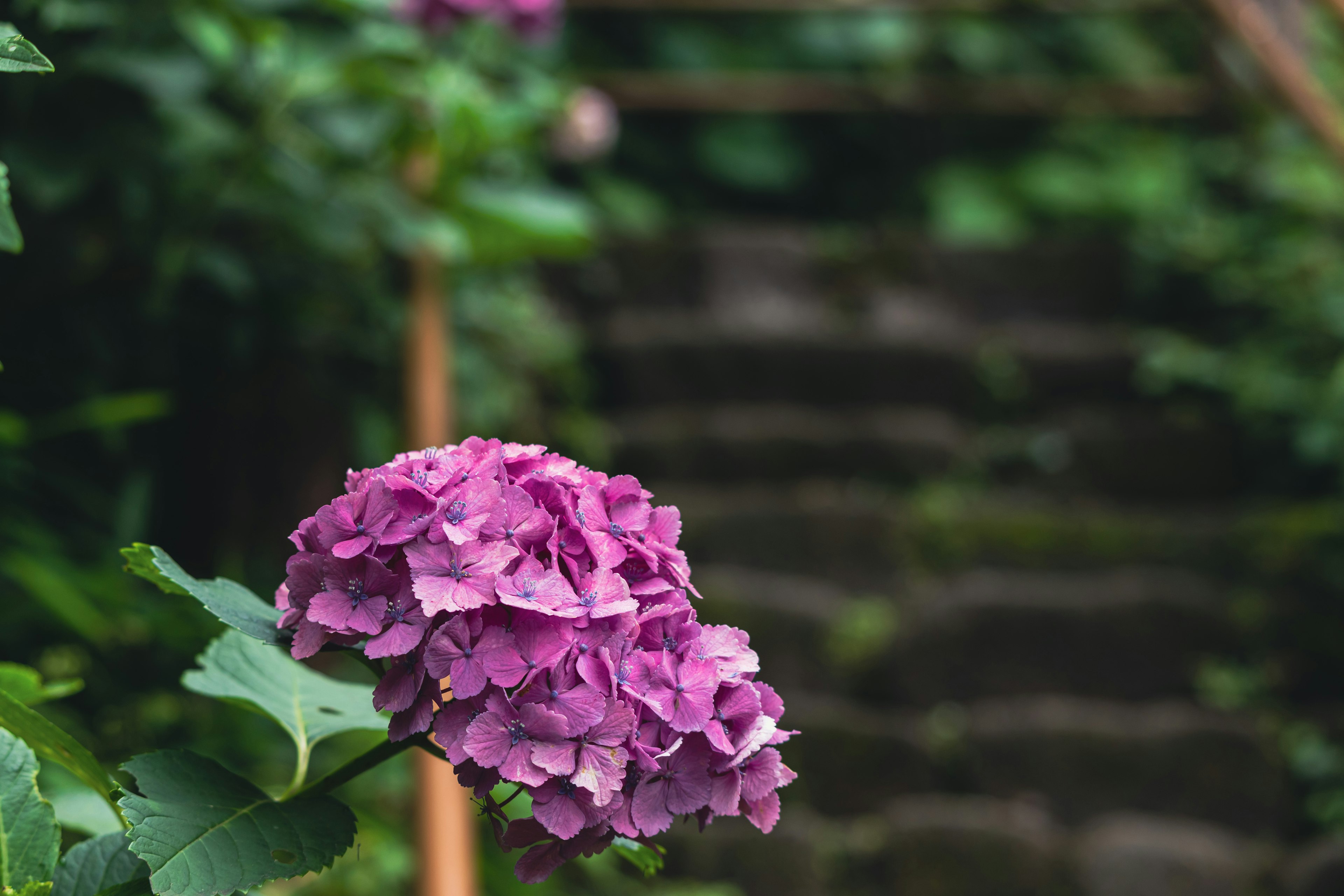 Nahaufnahme einer lila Hortensie mit Steinstufen im Hintergrund