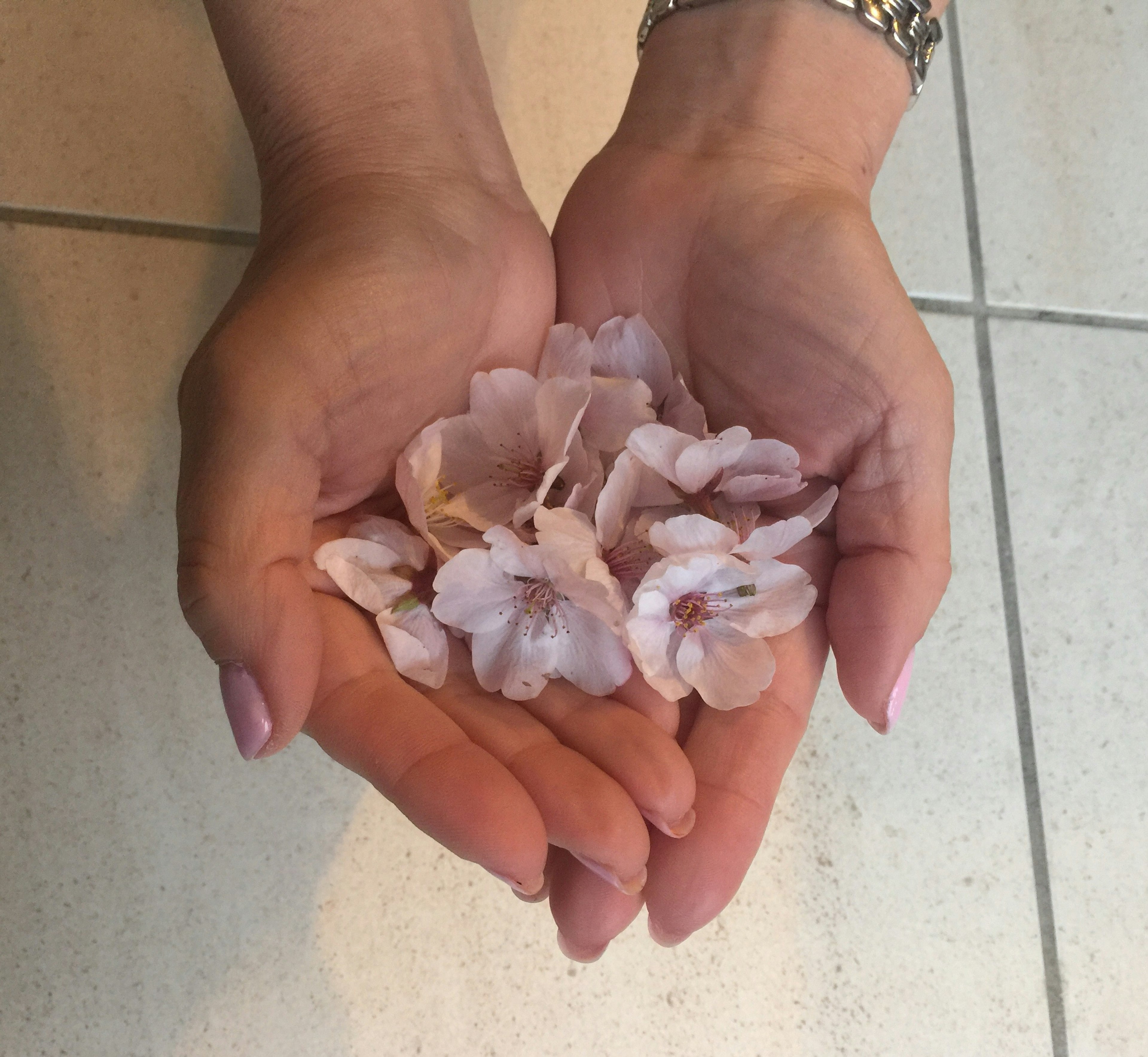 Delicate pink flower petals held in open hands